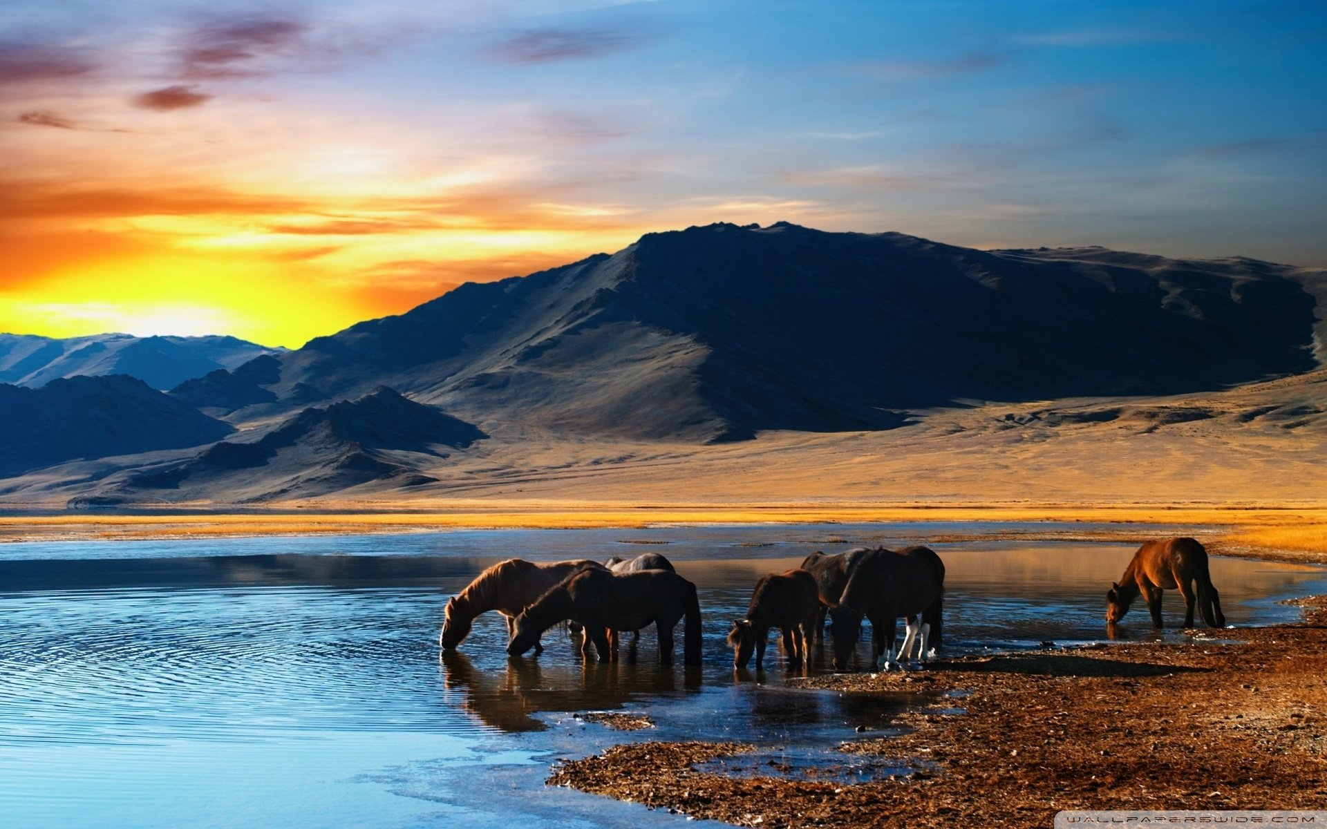 动物 野生动物 马 骏马