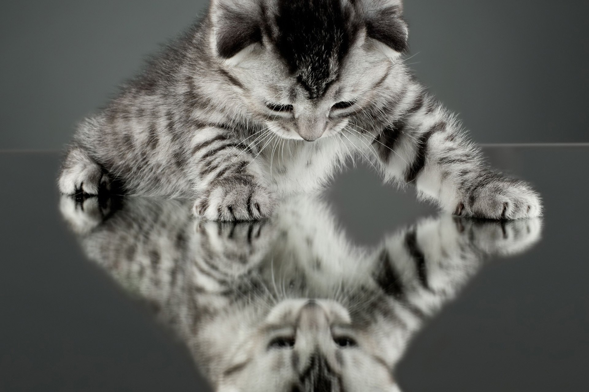 动物 古灵精怪 喵星人 猫 可爱 萌