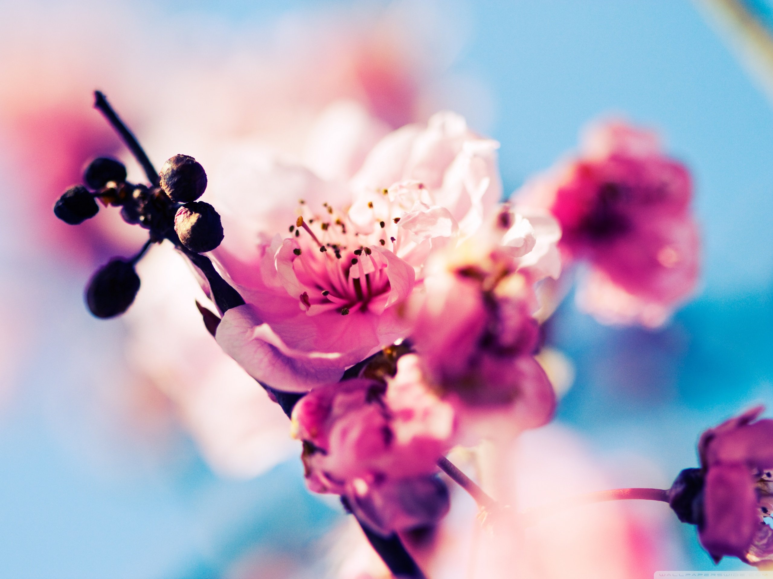 春分 春天  花 花开的声音 浪漫 清新 花朵 唯美 温暖 清新淡雅 鸟语花香