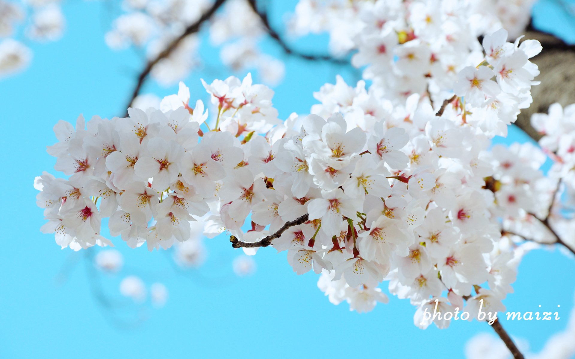 春分 春天  花 花开的声音 浪漫 清新 花朵 唯美 温暖 清新淡雅 鸟语花香