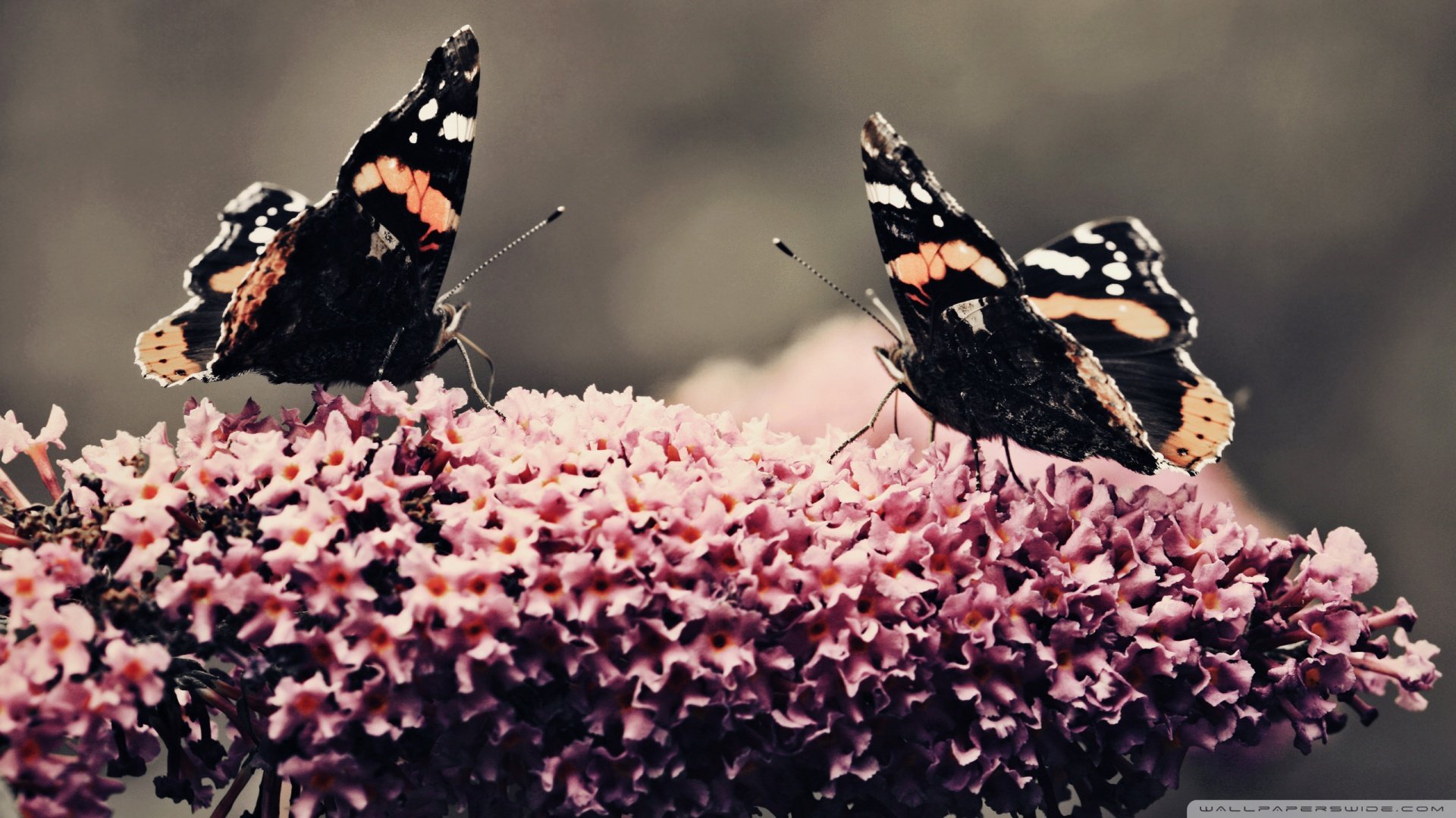 春分 春天  花 花开的声音 浪漫 清新 花朵 唯美 温暖 清新淡雅 鸟语花香