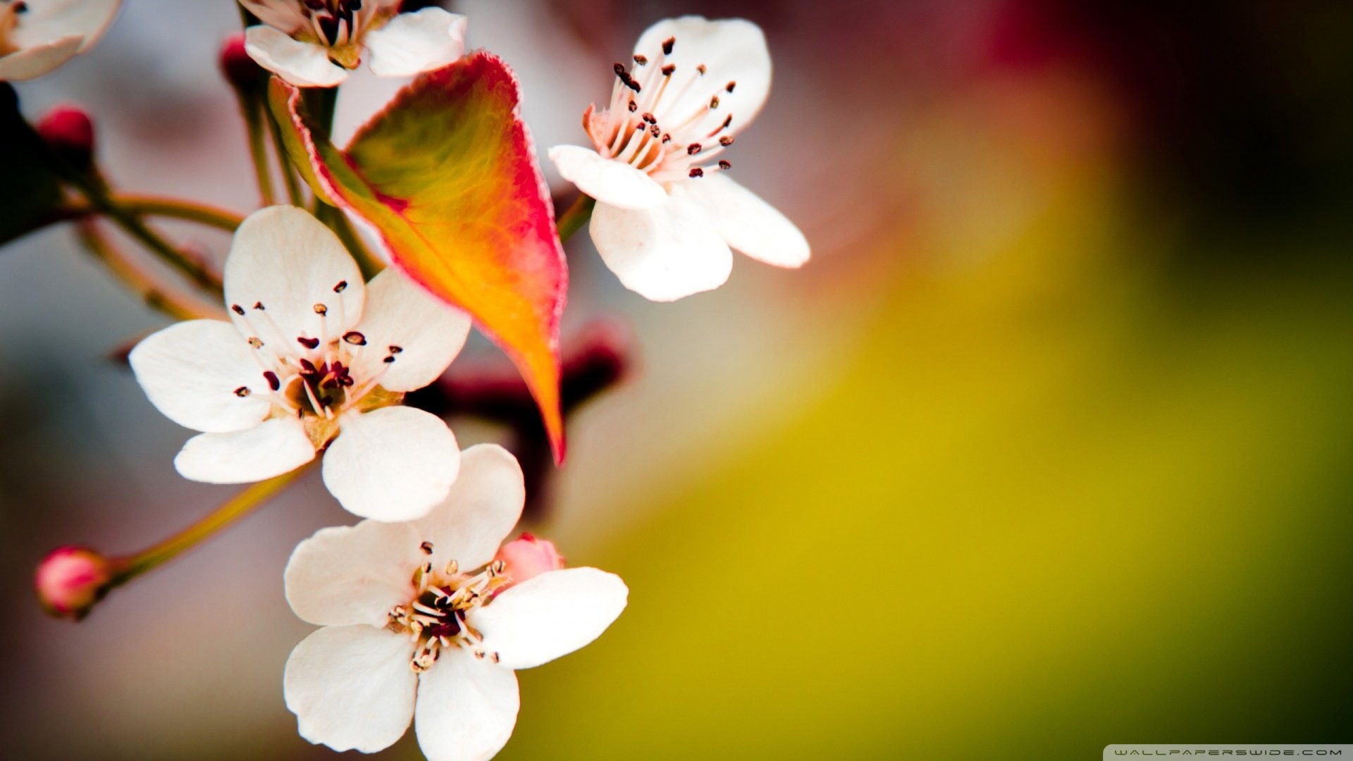 春分 春天  花 花开的声音 浪漫 清新 花朵 唯美 温暖 清新淡雅 鸟语花香