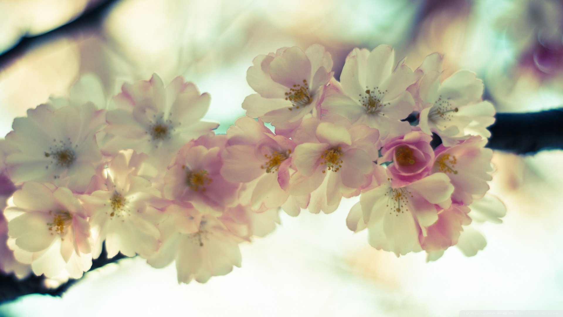 春分 春天  花 花开的声音 浪漫 清新 花朵 唯美 温暖 清新淡雅 鸟语花香