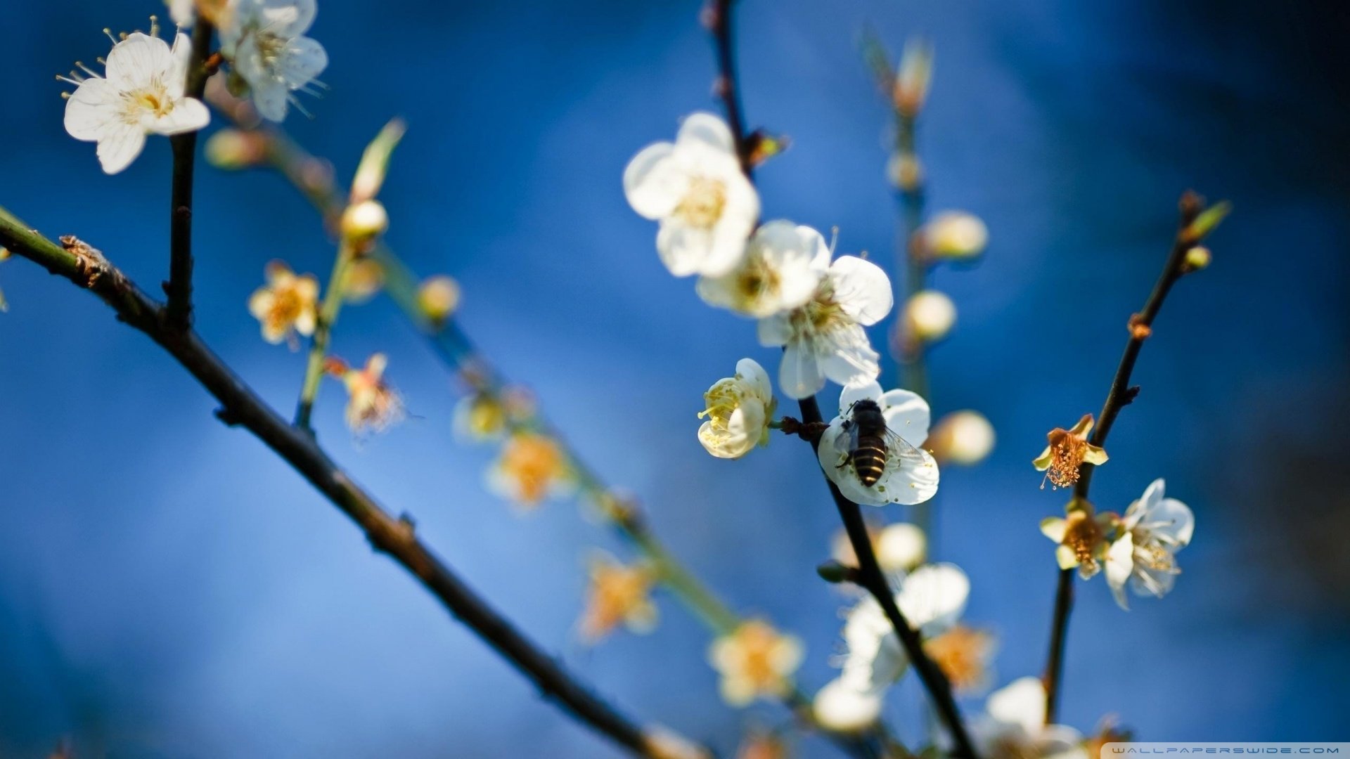春分 春天  花 花开的声音 浪漫 清新 花朵 唯美 温暖 清新淡雅 鸟语花香