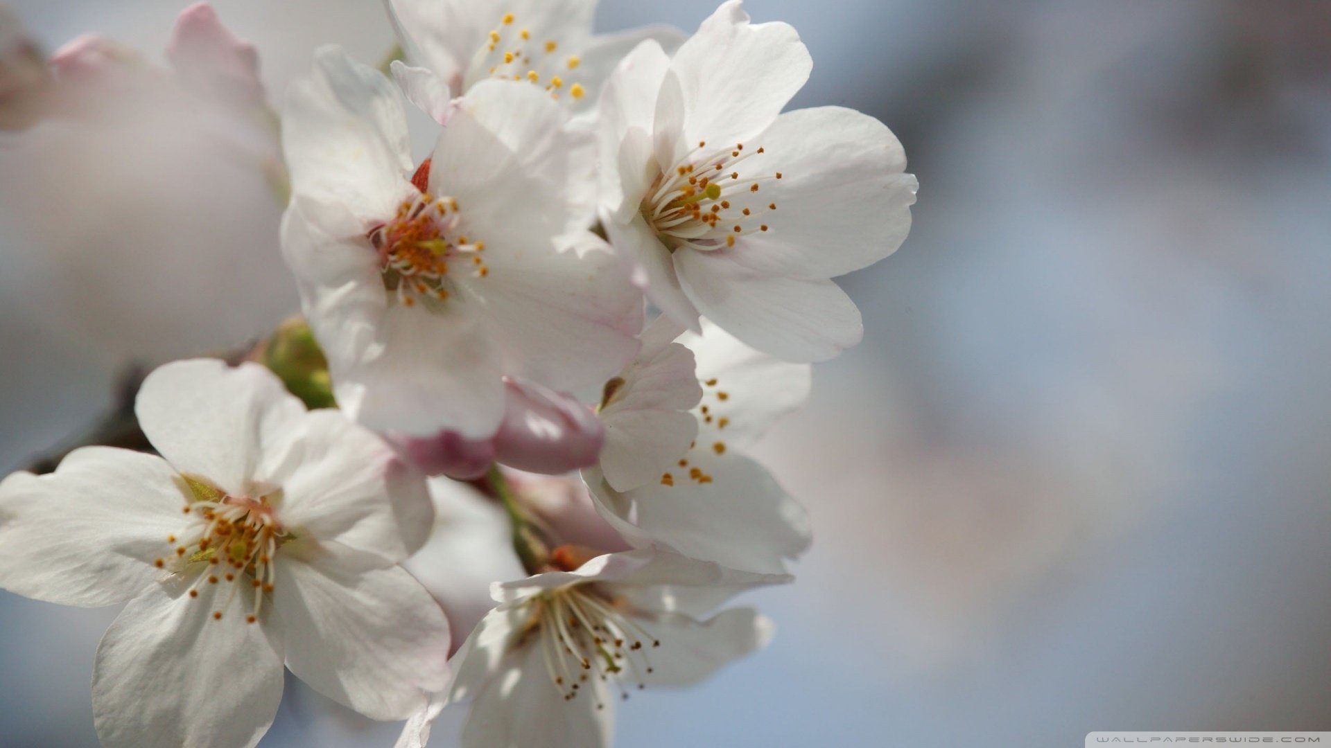 春分 春天  花 花开的声音 浪漫 清新 花朵 唯美 温暖 清新淡雅 鸟语花香