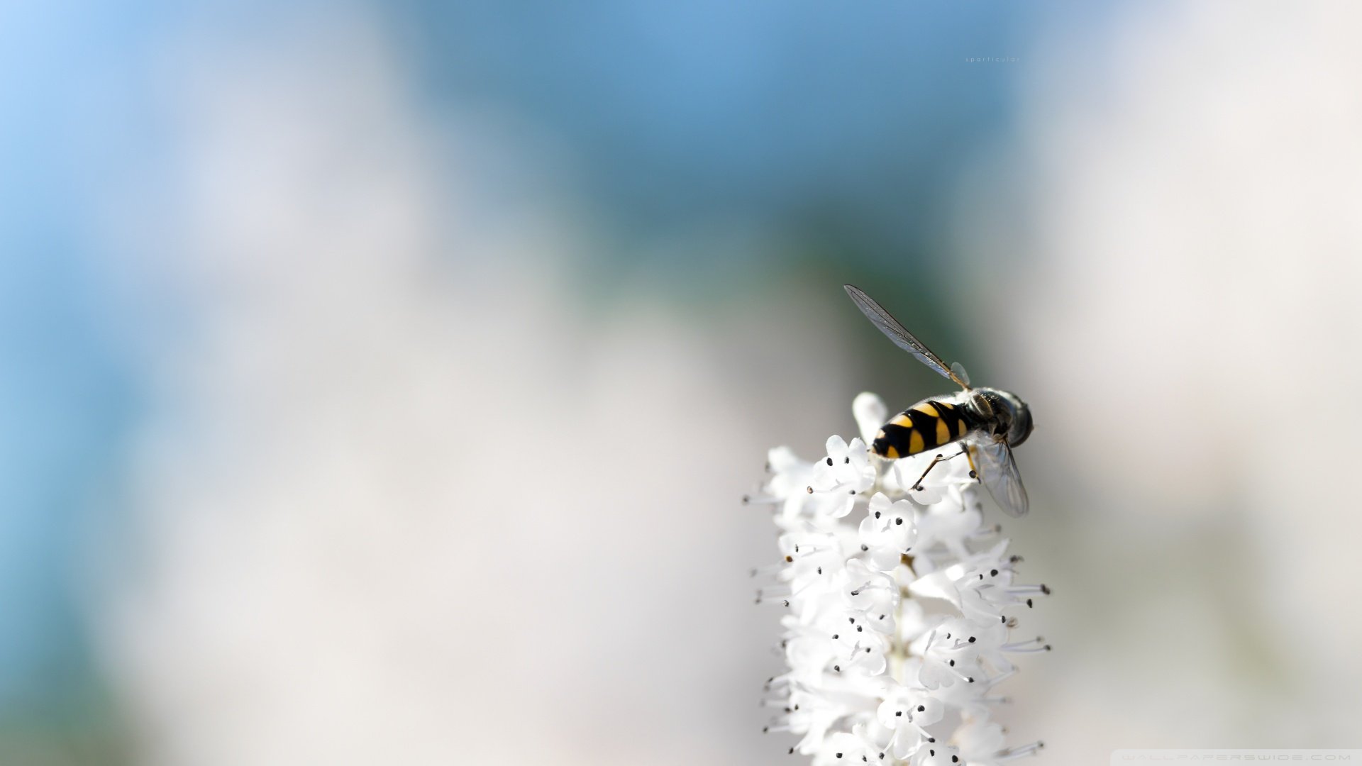 春分 春天  花 花开的声音 浪漫 清新 花朵 唯美 温暖 清新淡雅 鸟语花香