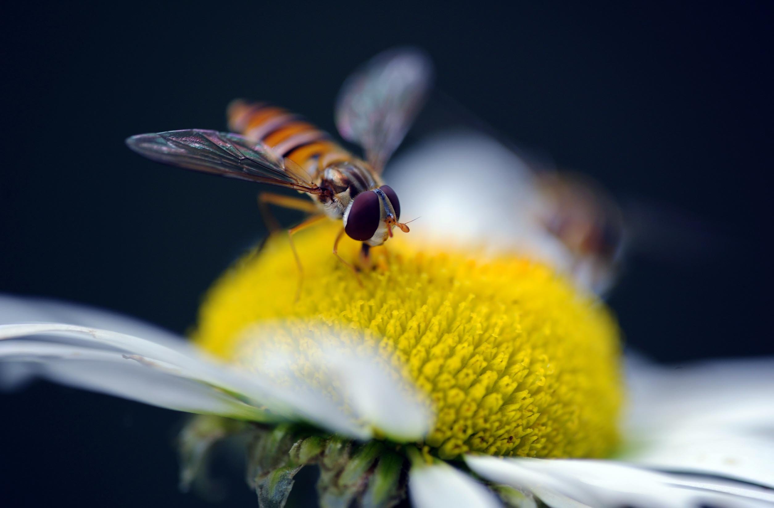 春分 春天  花 花开的声音 浪漫 清新 花朵 唯美 温暖 清新淡雅 鸟语花香