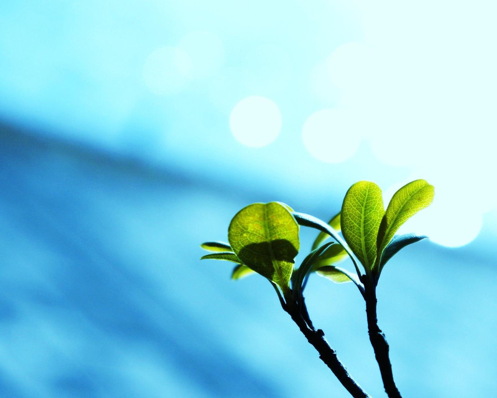春分 春天  花 花开的声音 浪漫 清新 花朵 唯美 温暖 清新淡雅 鸟语花香