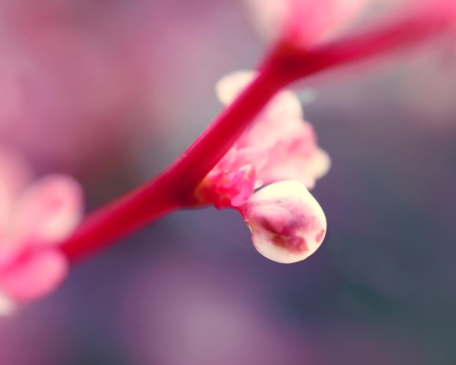 春分 春天  花 花开的声音 浪漫 清新 花朵 唯美 温暖 清新淡雅 鸟语花香