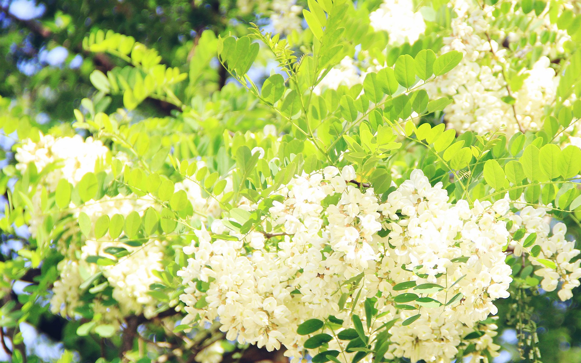 春分 春天  花 花开的声音 浪漫 清新 花朵 唯美 温暖 清新淡雅 鸟语花香