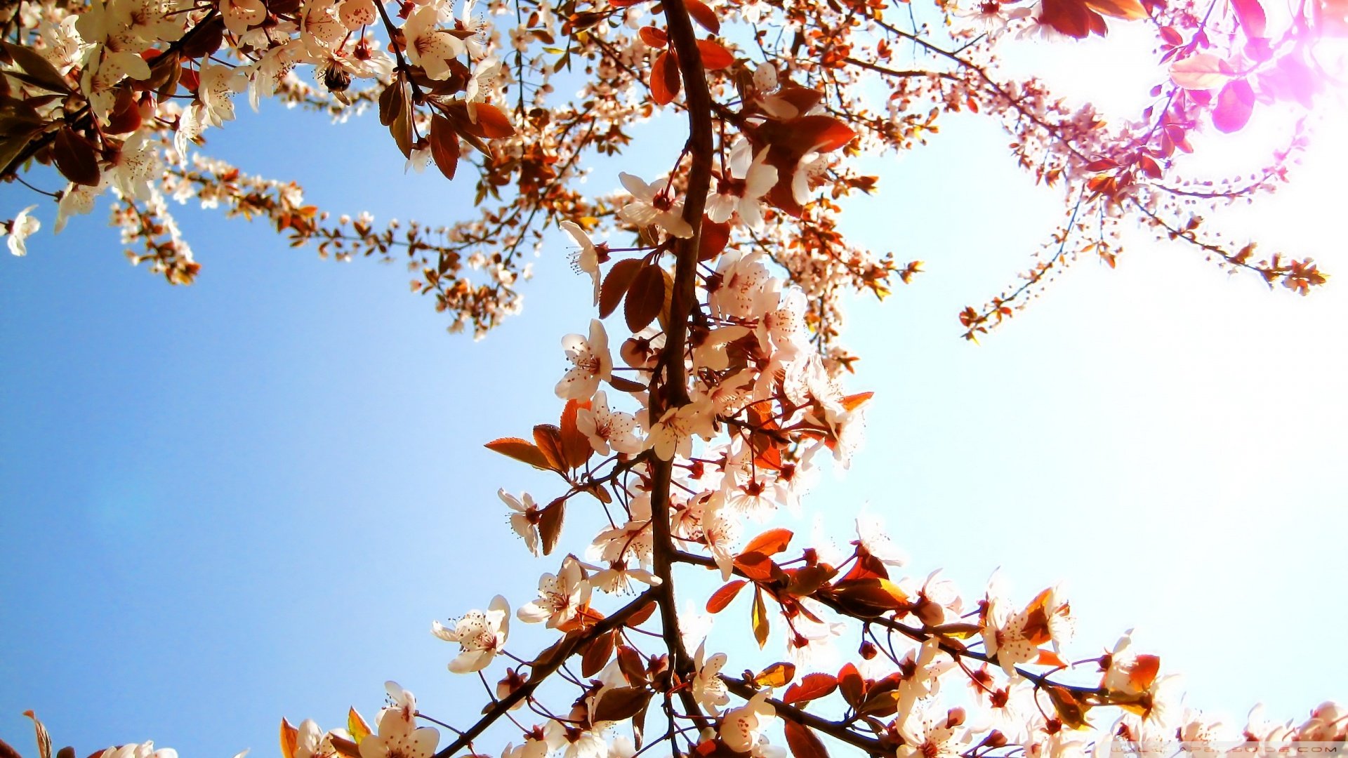 春分 春天  花 花开的声音 浪漫 清新 花朵 唯美 温暖 清新淡雅 鸟语花香
