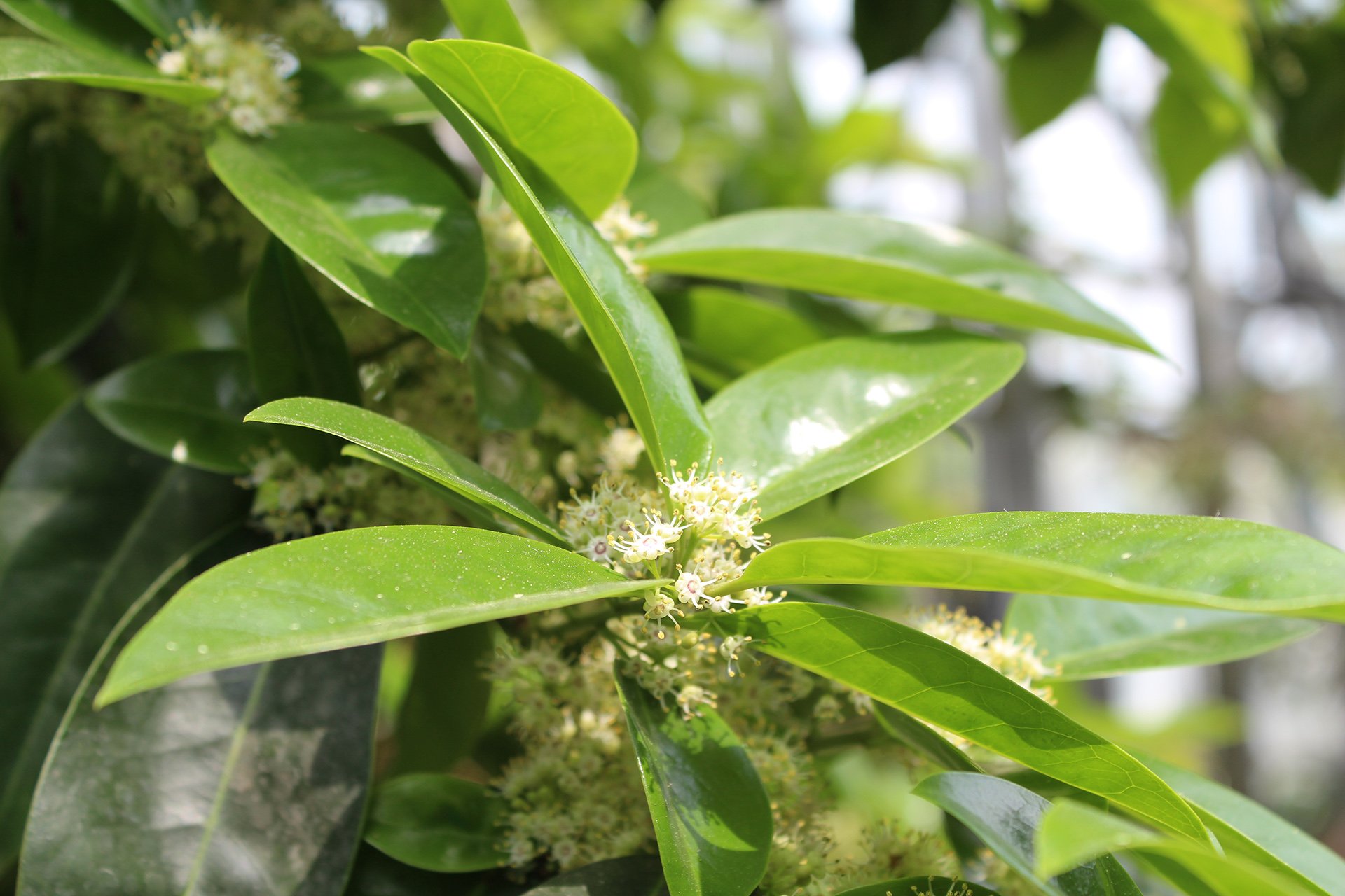 摄影 植物 花卉 仙人掌