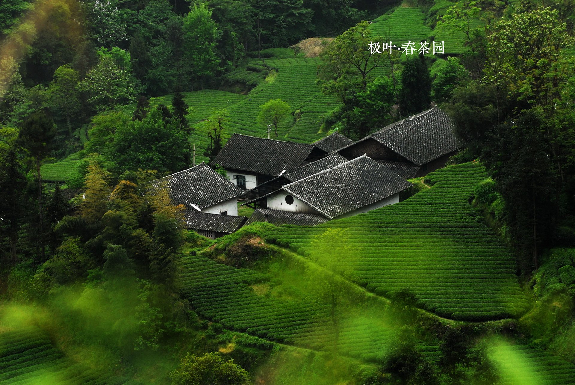 恩施摄影师 风景 唯美 意境 采茶 茶园
