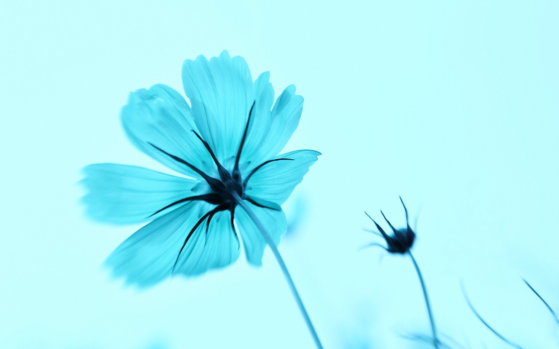 小清新 唯美  娇艳欲滴 花儿 春天 唯美 温暖 温馨一刻  清新淡雅 鸟语花香