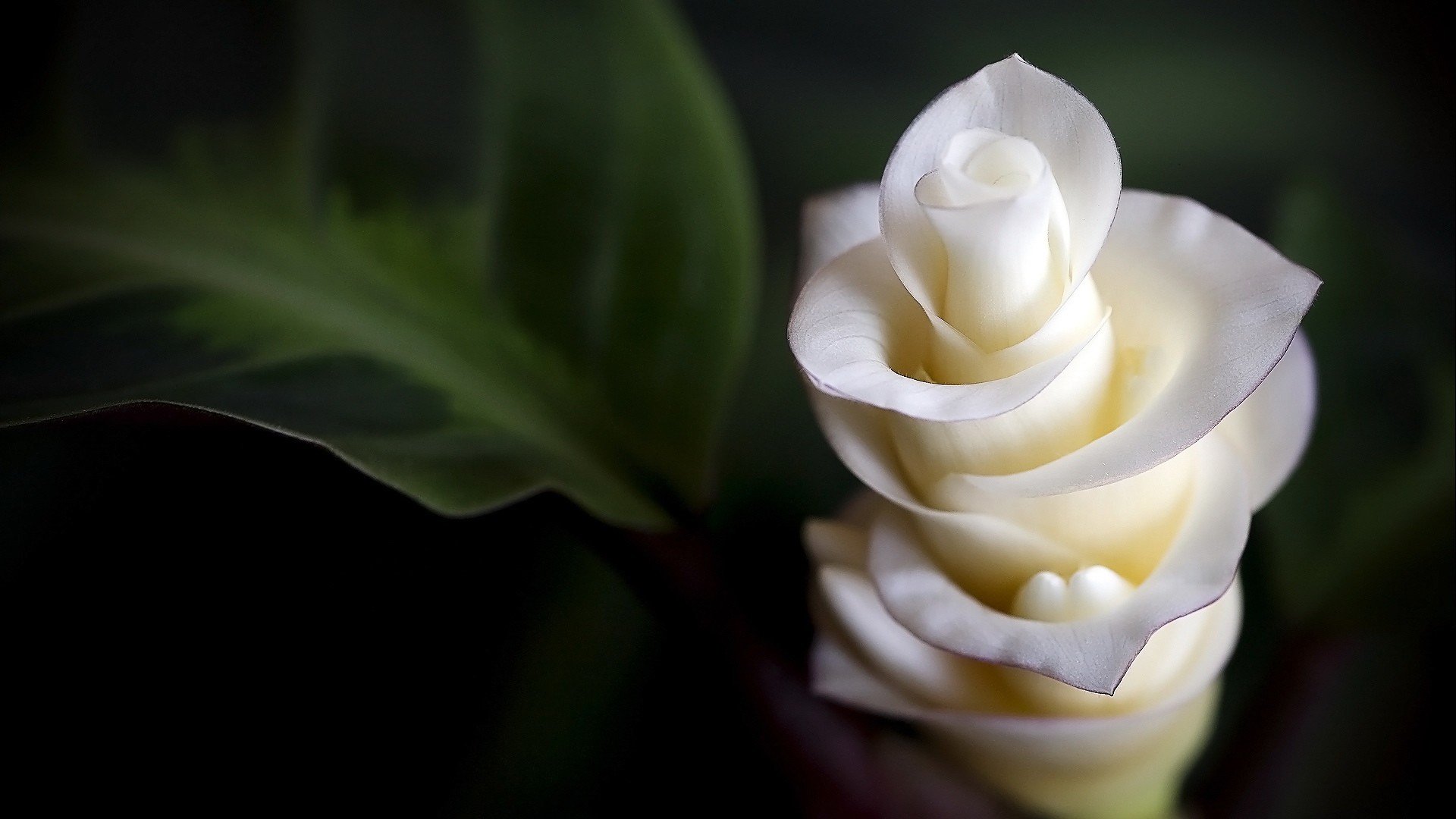 小清新 唯美  娇艳欲滴 花儿 春天 唯美 温暖 温馨一刻  清新淡雅 鸟语花香