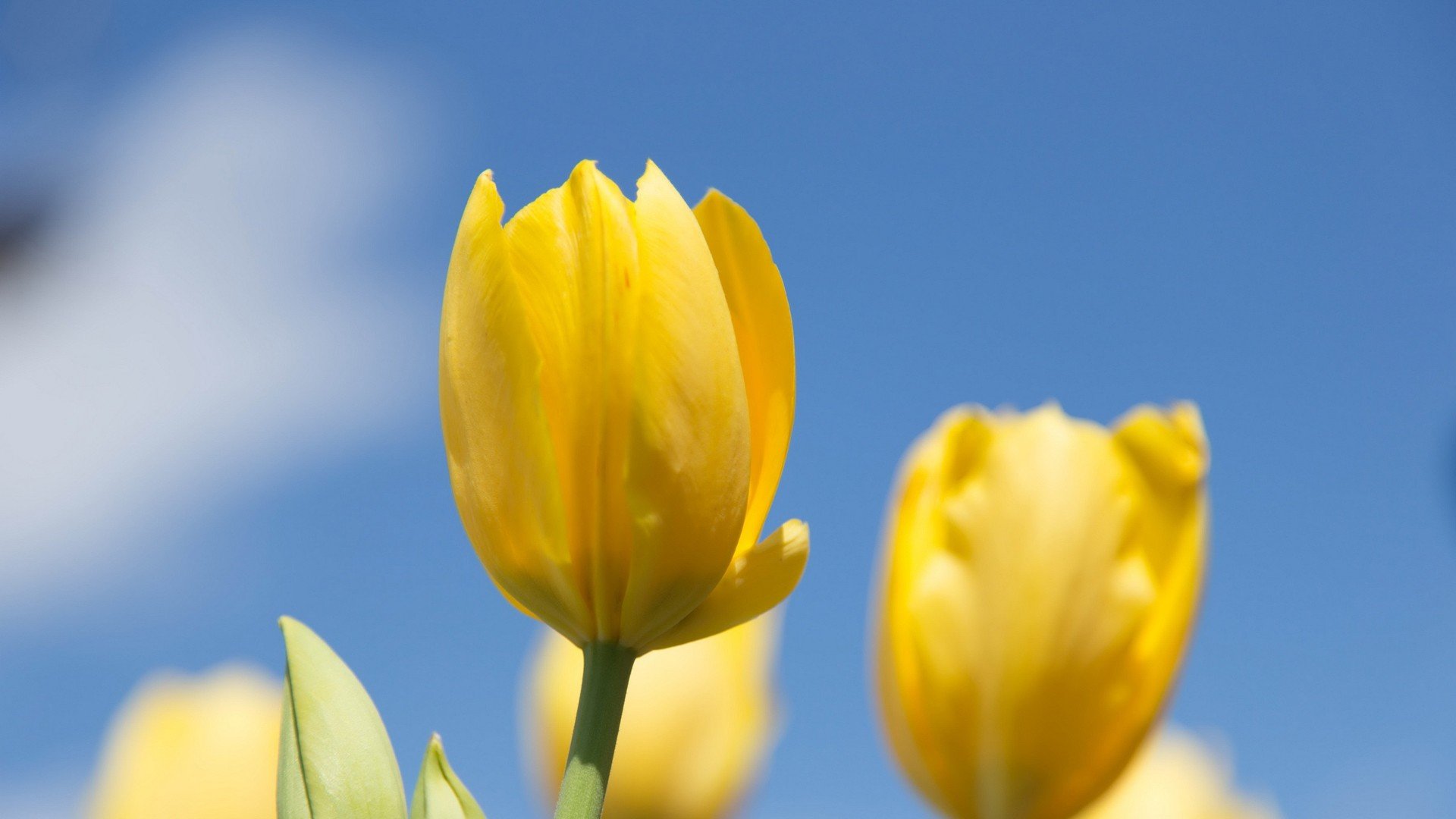 小清新 唯美  娇艳欲滴 花儿 春天 唯美 温暖 温馨一刻  清新淡雅 鸟语花香