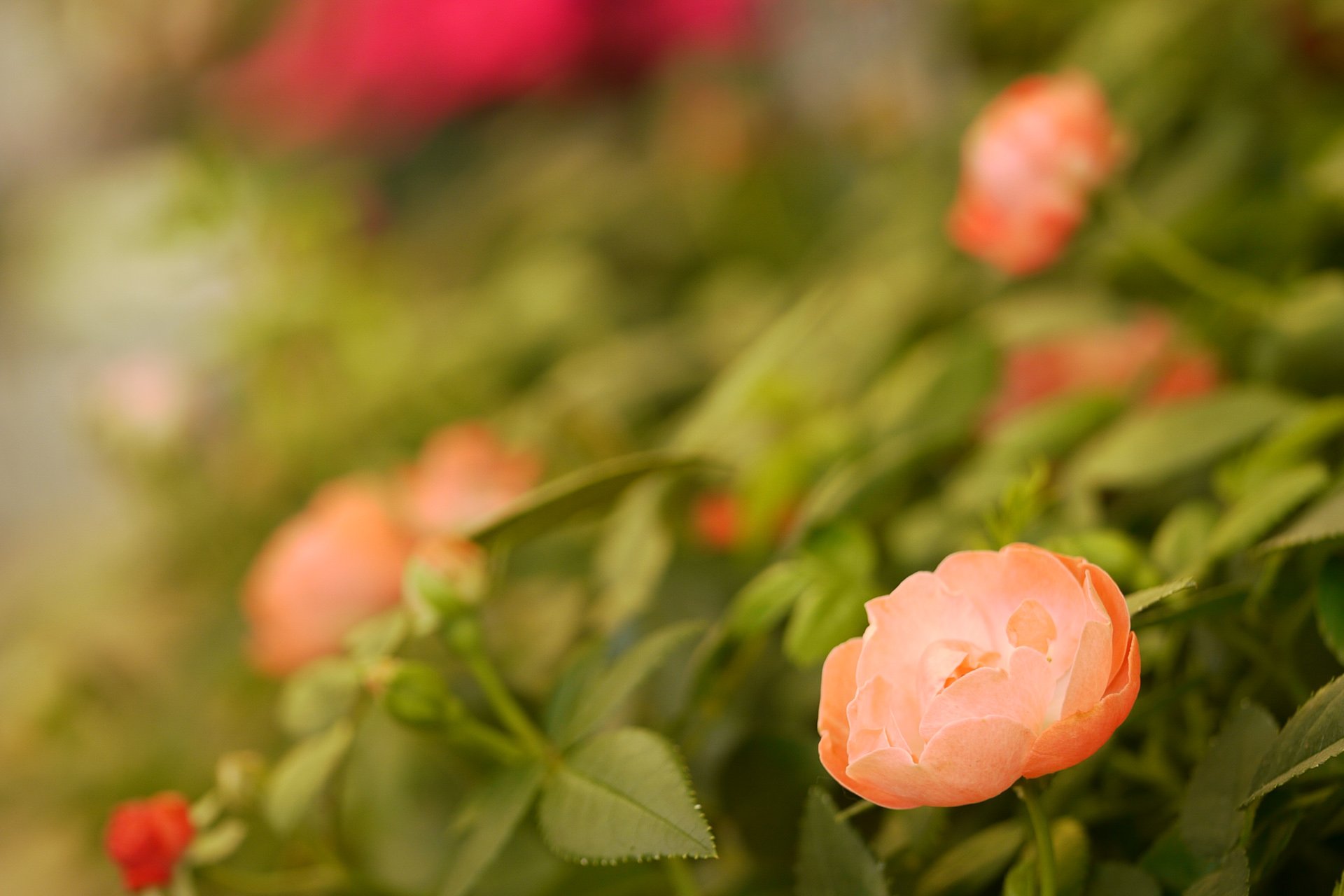 小清新 唯美  娇艳欲滴 花儿 春天 唯美 温暖 温馨一刻  清新淡雅 鸟语花香