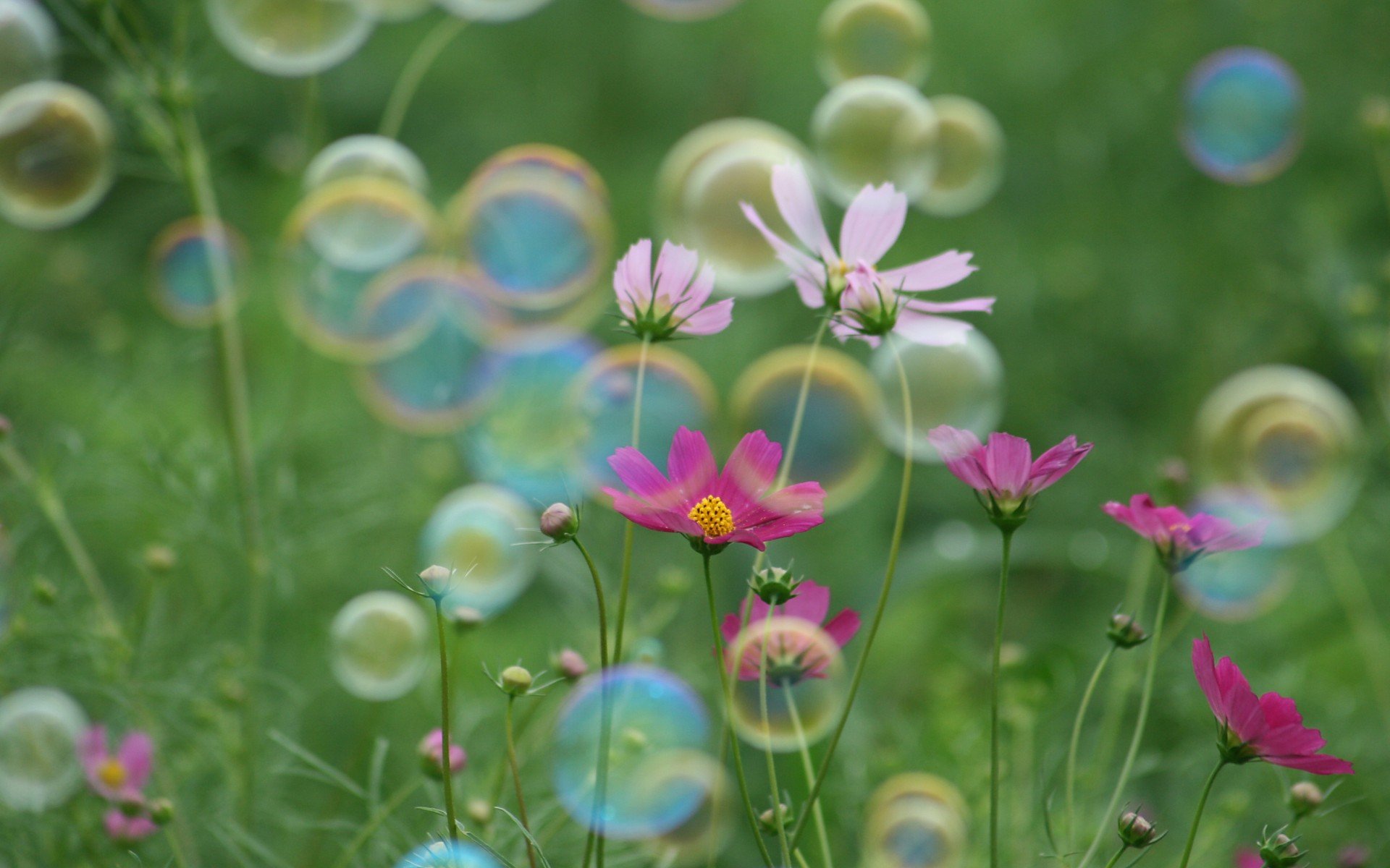 小清新 唯美  娇艳欲滴 花儿 春天 唯美 温暖 温馨一刻  清新淡雅 鸟语花香