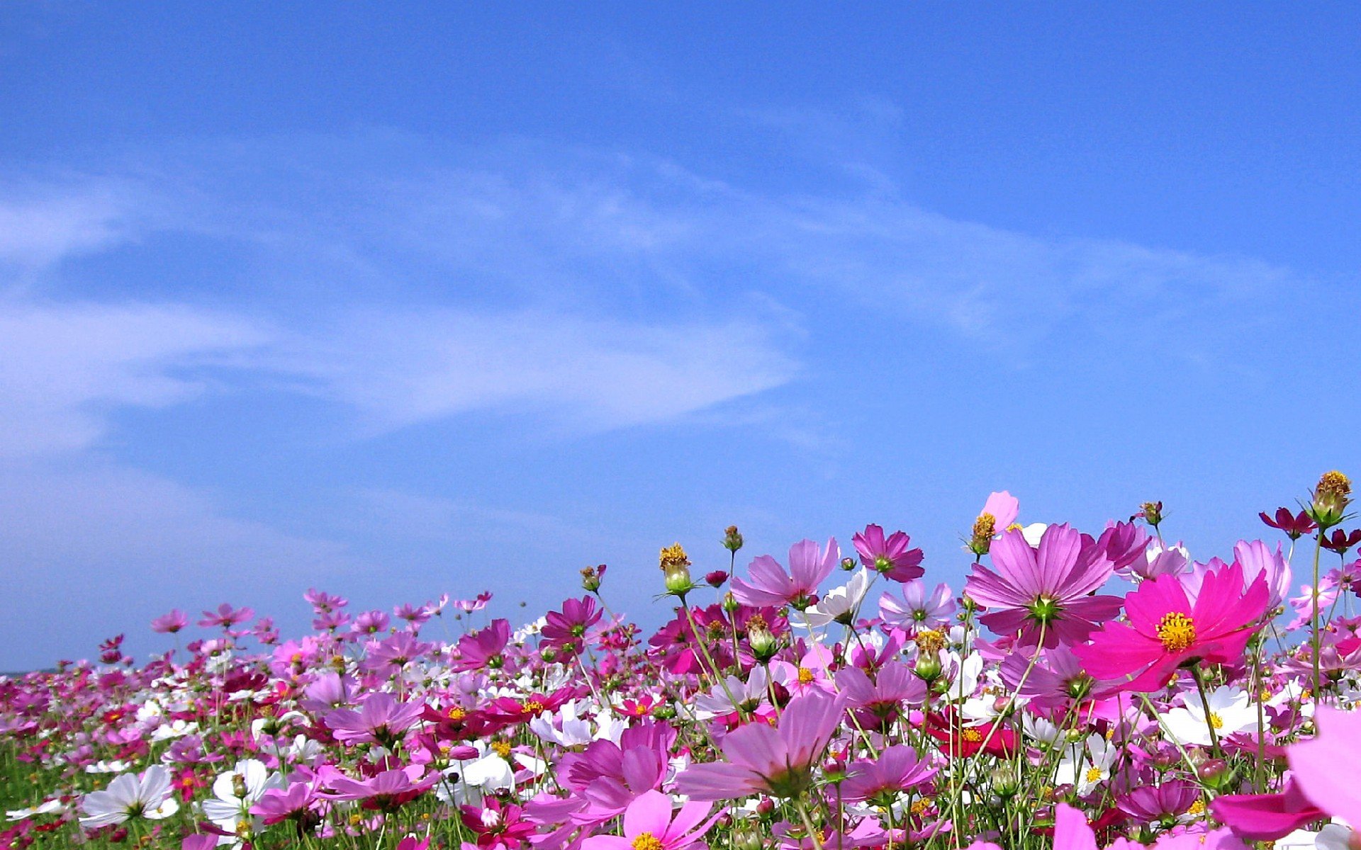 小清新 唯美  娇艳欲滴 花儿 春天 唯美 温暖 温馨一刻  清新淡雅 鸟语花香