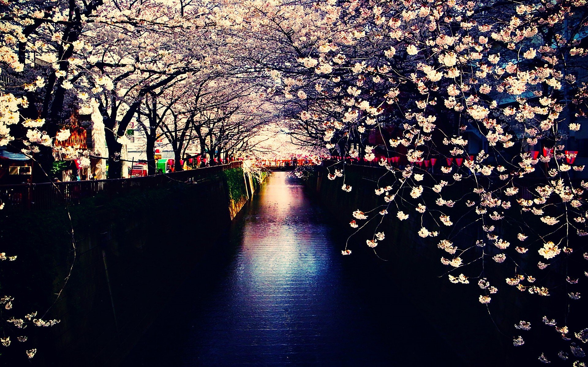 小清新 唯美  娇艳欲滴 花儿 春天 唯美 温暖 温馨一刻  清新淡雅 鸟语花香