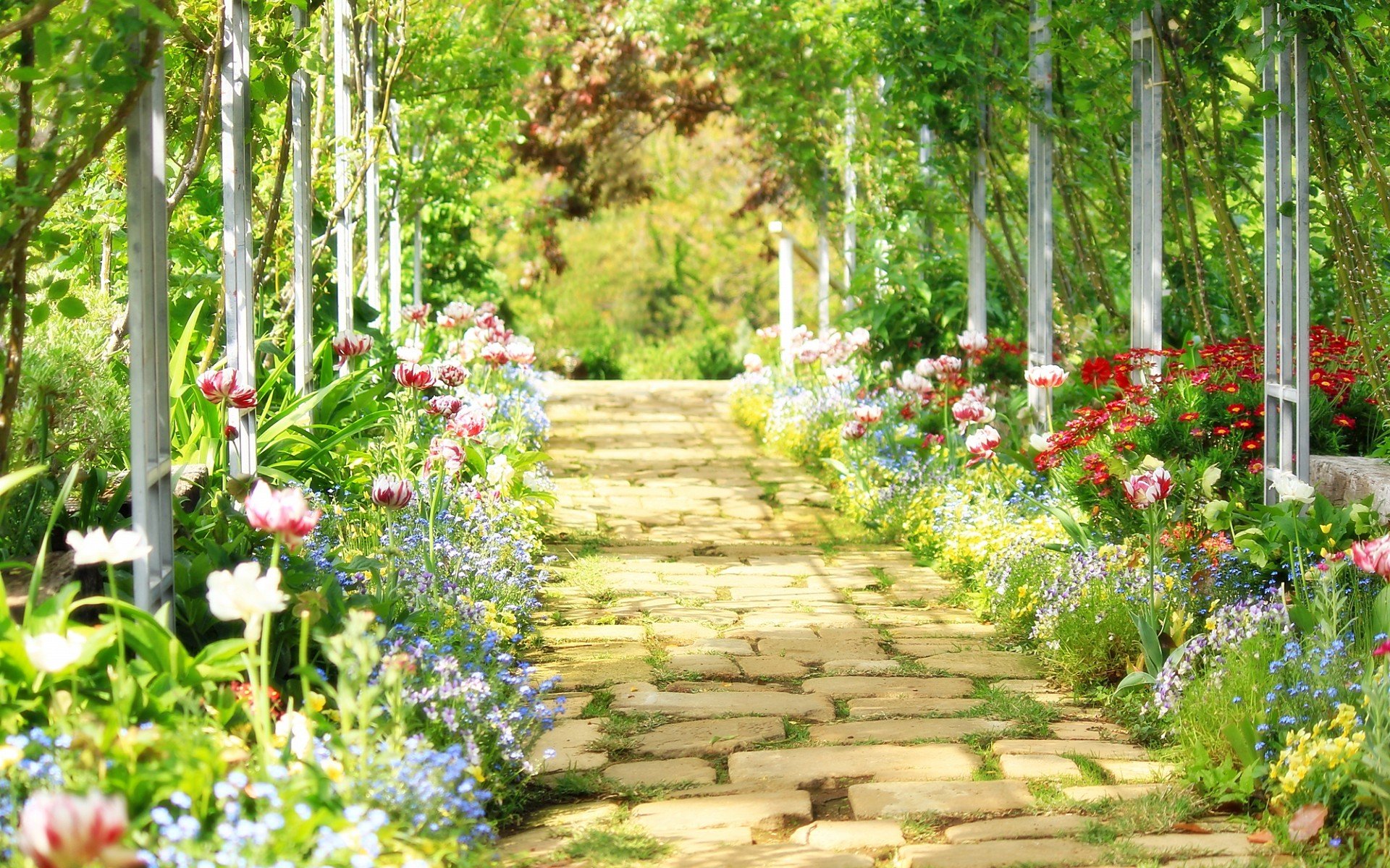 小清新 唯美  娇艳欲滴 花儿 春天 唯美 温暖 温馨一刻  清新淡雅 鸟语花香