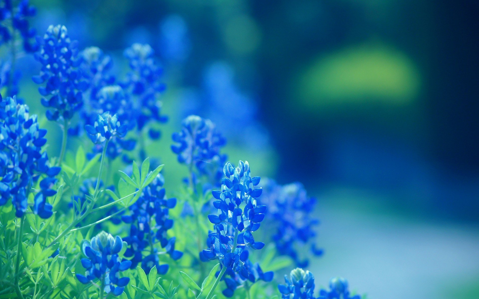 小清新 唯美  娇艳欲滴 花儿 春天 唯美 温暖 温馨一刻  清新淡雅 鸟语花香