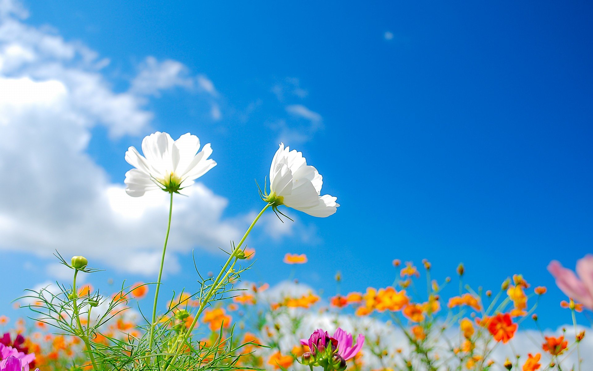 小清新 唯美  娇艳欲滴 花儿 春天 唯美 温暖 温馨一刻  清新淡雅 鸟语花香
