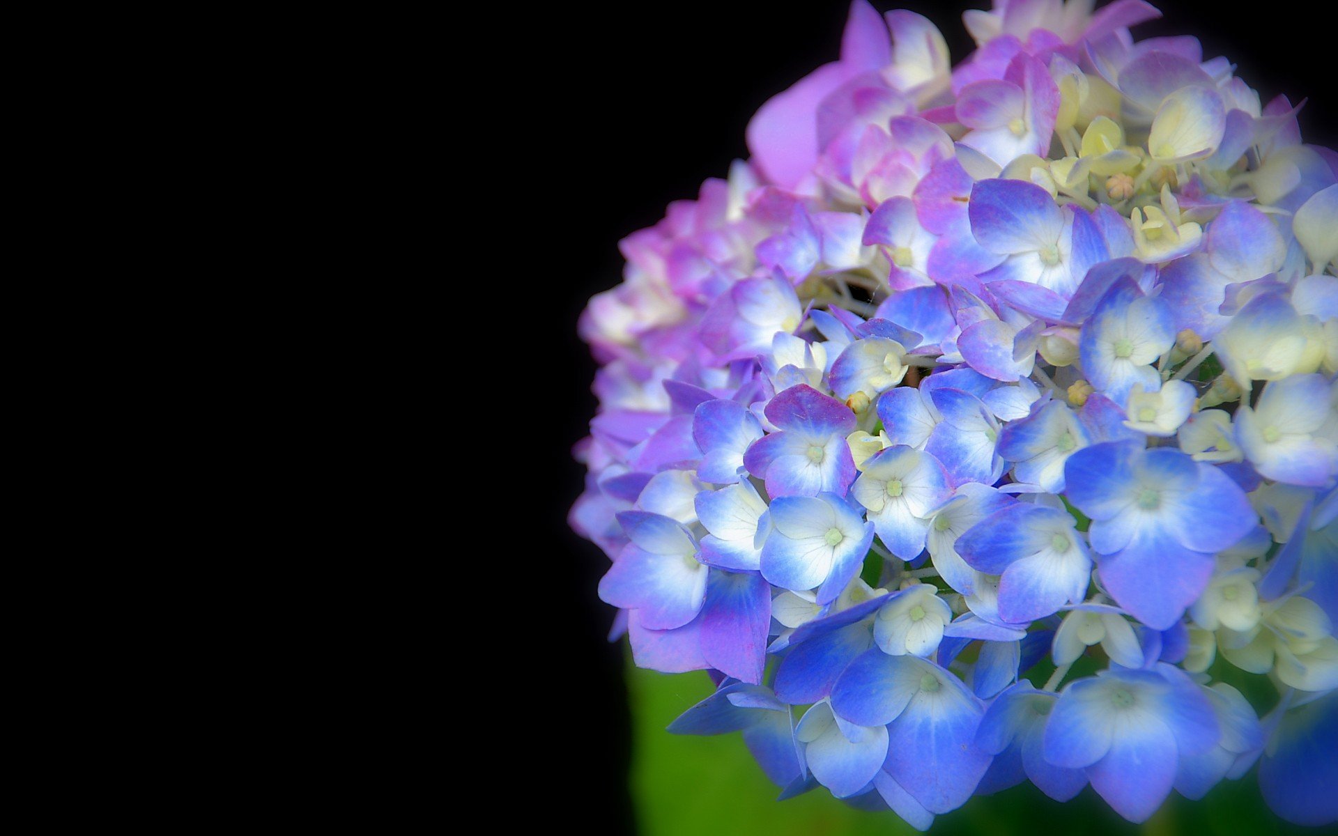 小清新 唯美  娇艳欲滴 花儿 春天 唯美 温暖 温馨一刻  清新淡雅 鸟语花香