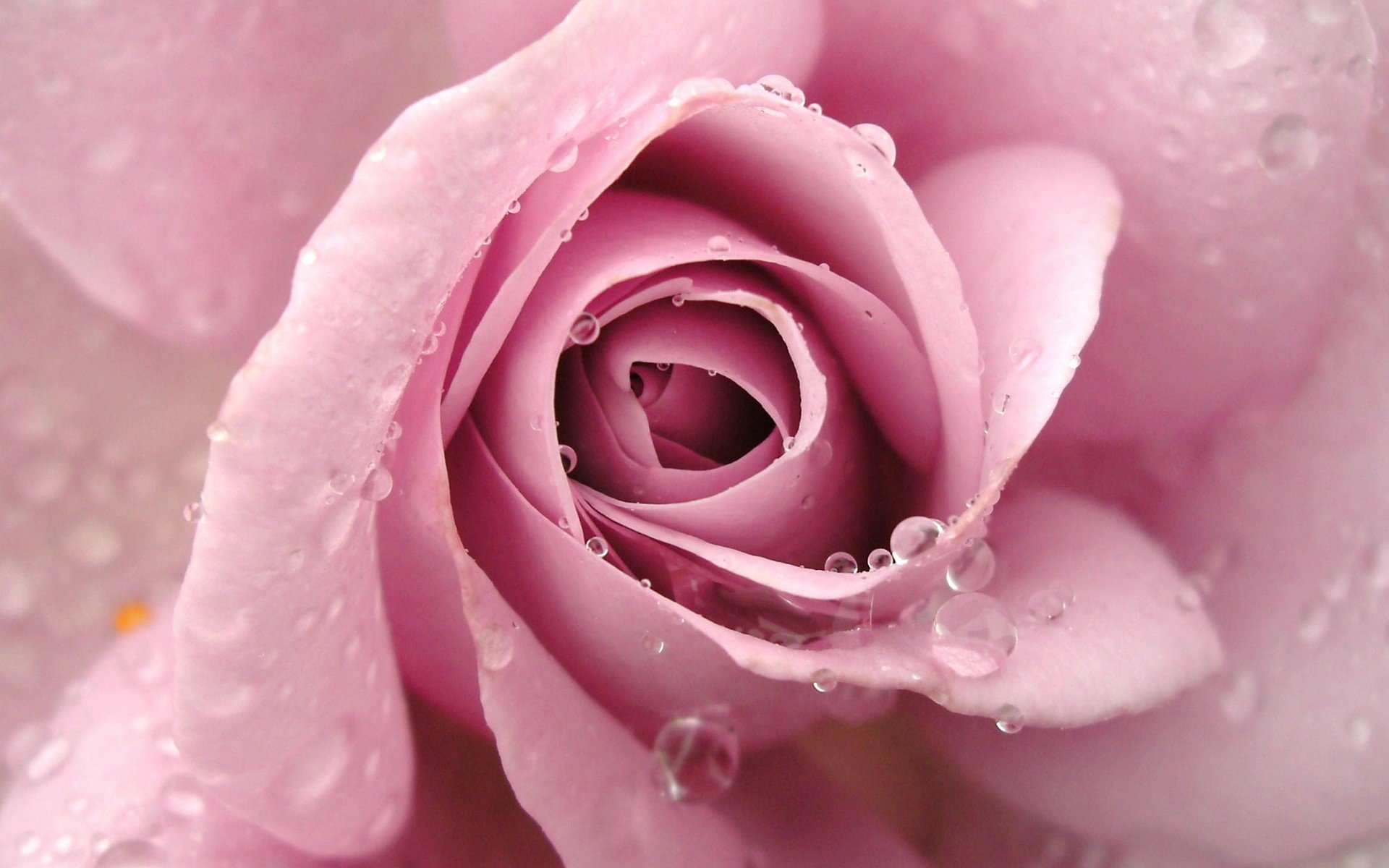 小清新 唯美  娇艳欲滴 花儿 春天 唯美 温暖 温馨一刻  清新淡雅 鸟语花香