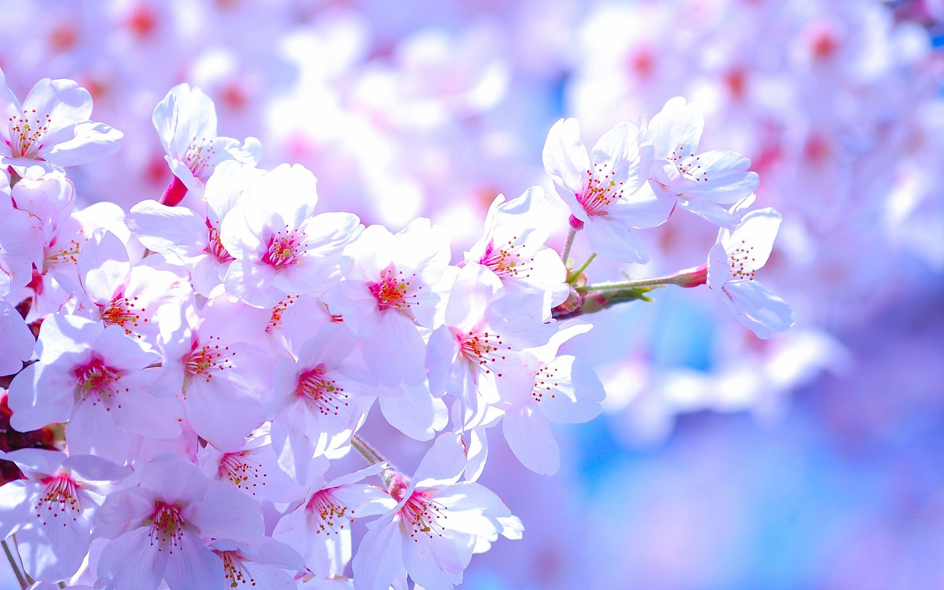 小清新 唯美  娇艳欲滴 花儿 春天 唯美 温暖 温馨一刻  清新淡雅 鸟语花香