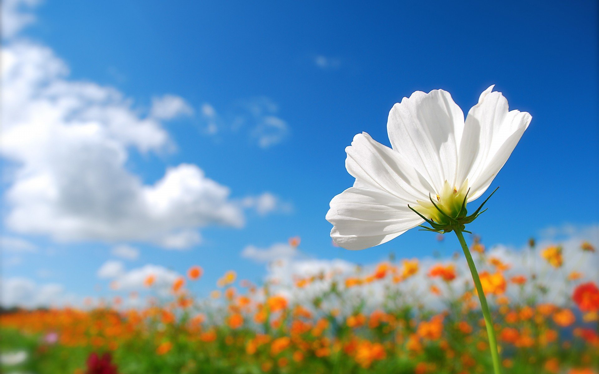 小清新 唯美  娇艳欲滴 花儿 春天 唯美 温暖 温馨一刻  清新淡雅 鸟语花香