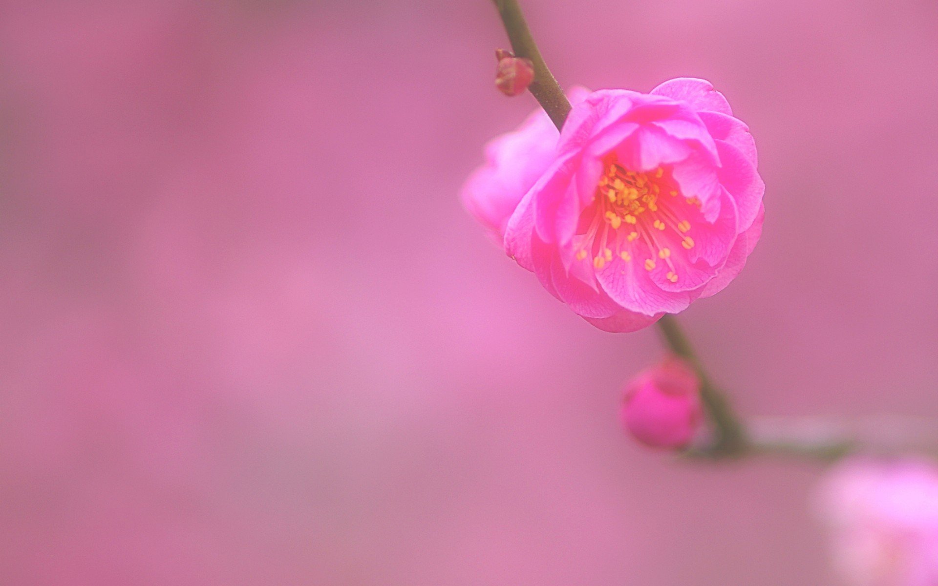 小清新 唯美  娇艳欲滴 花儿 春天 唯美 温暖 温馨一刻  清新淡雅 鸟语花香