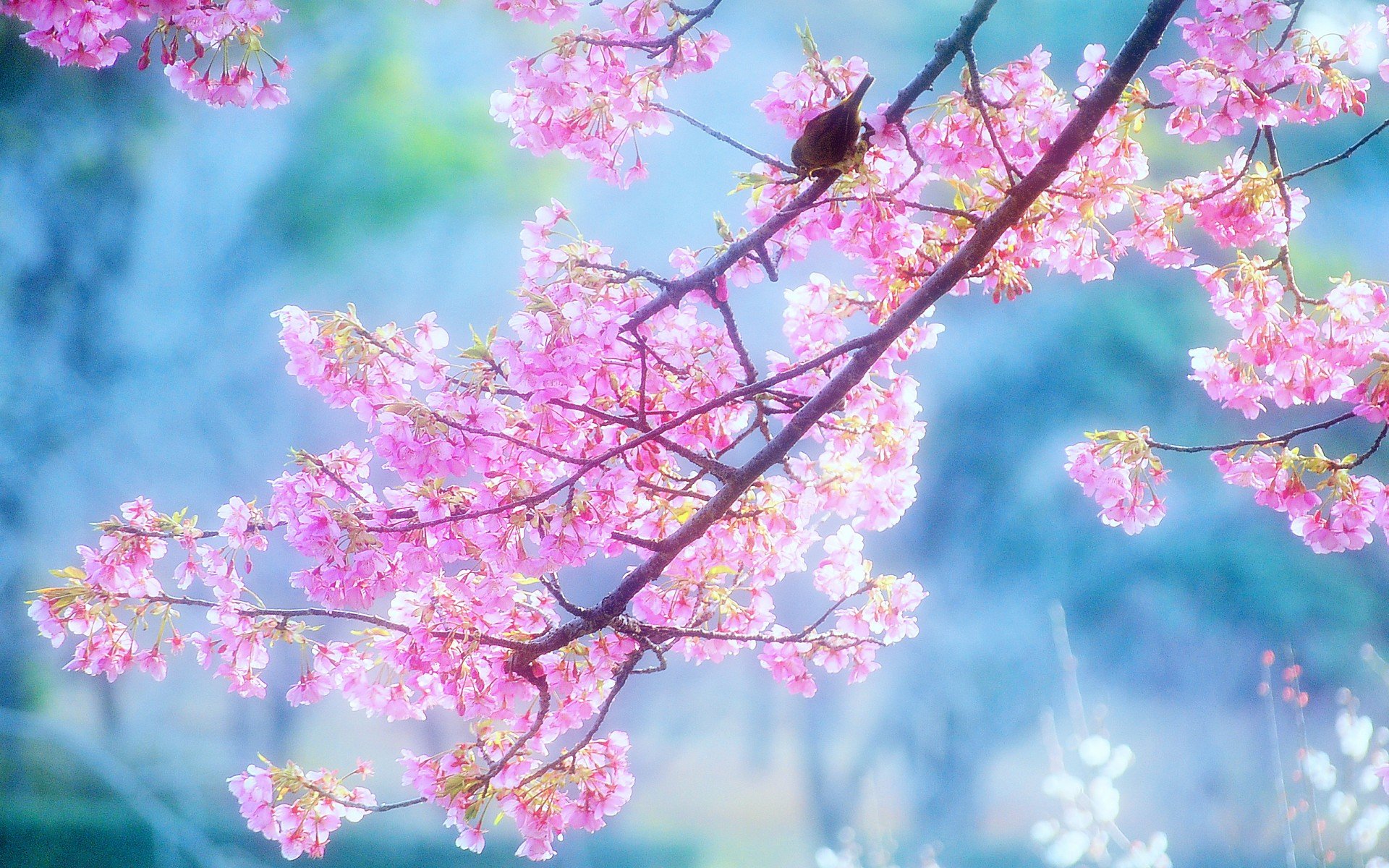 小清新 唯美  娇艳欲滴 花儿 春天 唯美 温暖 温馨一刻  清新淡雅 鸟语花香