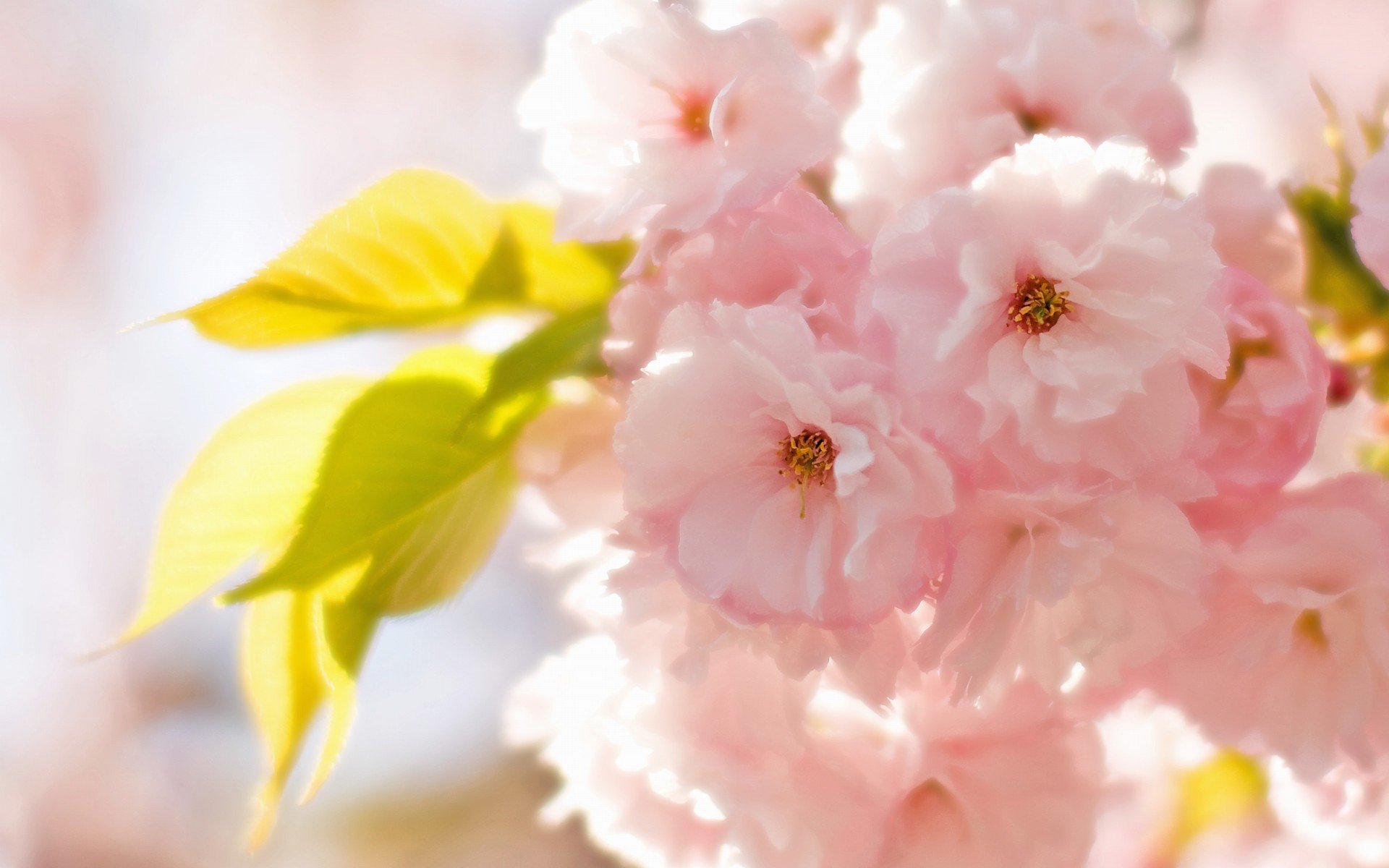 小清新 唯美  娇艳欲滴 花儿 春天 唯美 温暖 温馨一刻  清新淡雅 鸟语花香