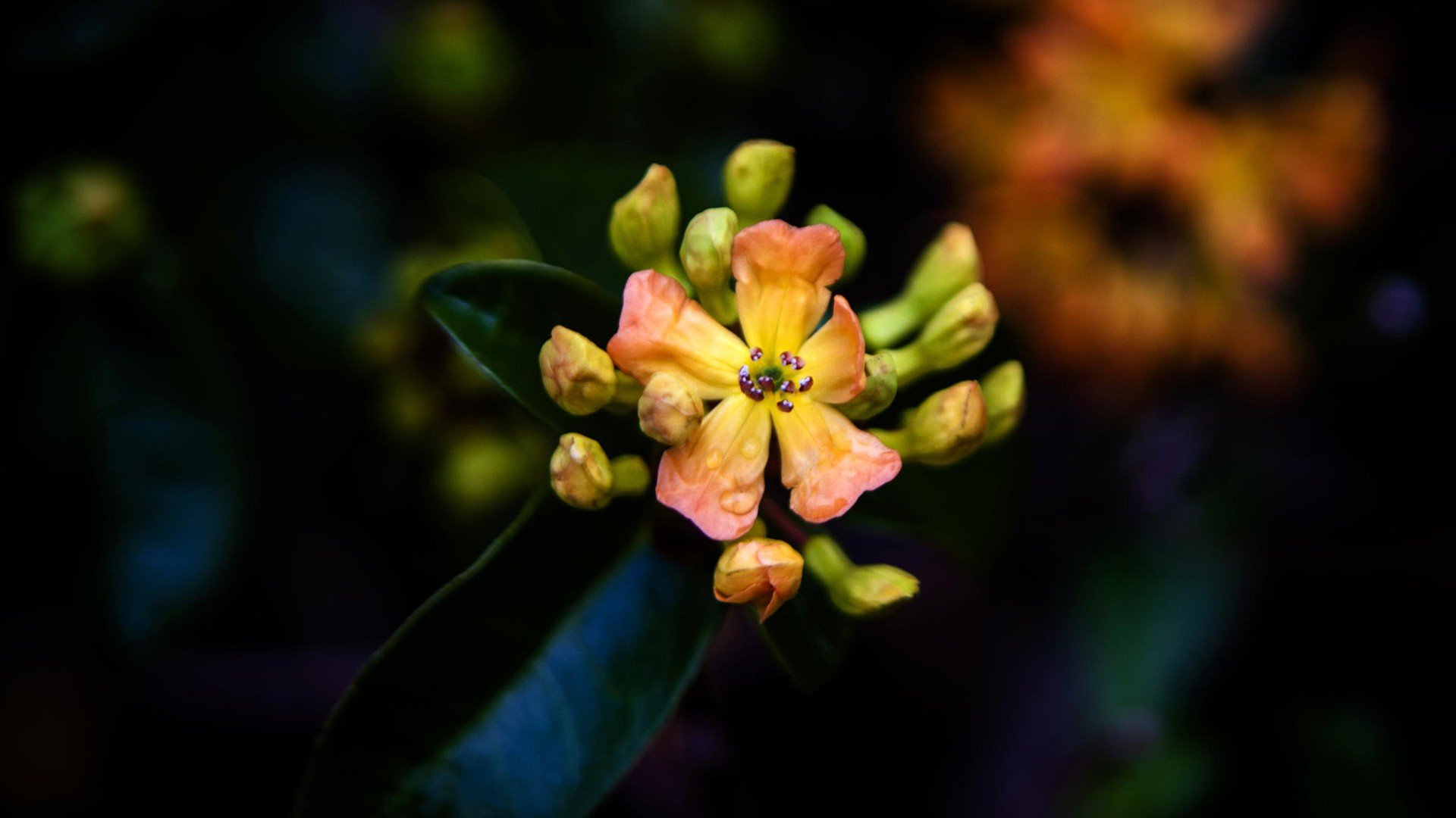 小清新 唯美  娇艳欲滴 花儿 春天 唯美 温暖 温馨一刻  清新淡雅 鸟语花香