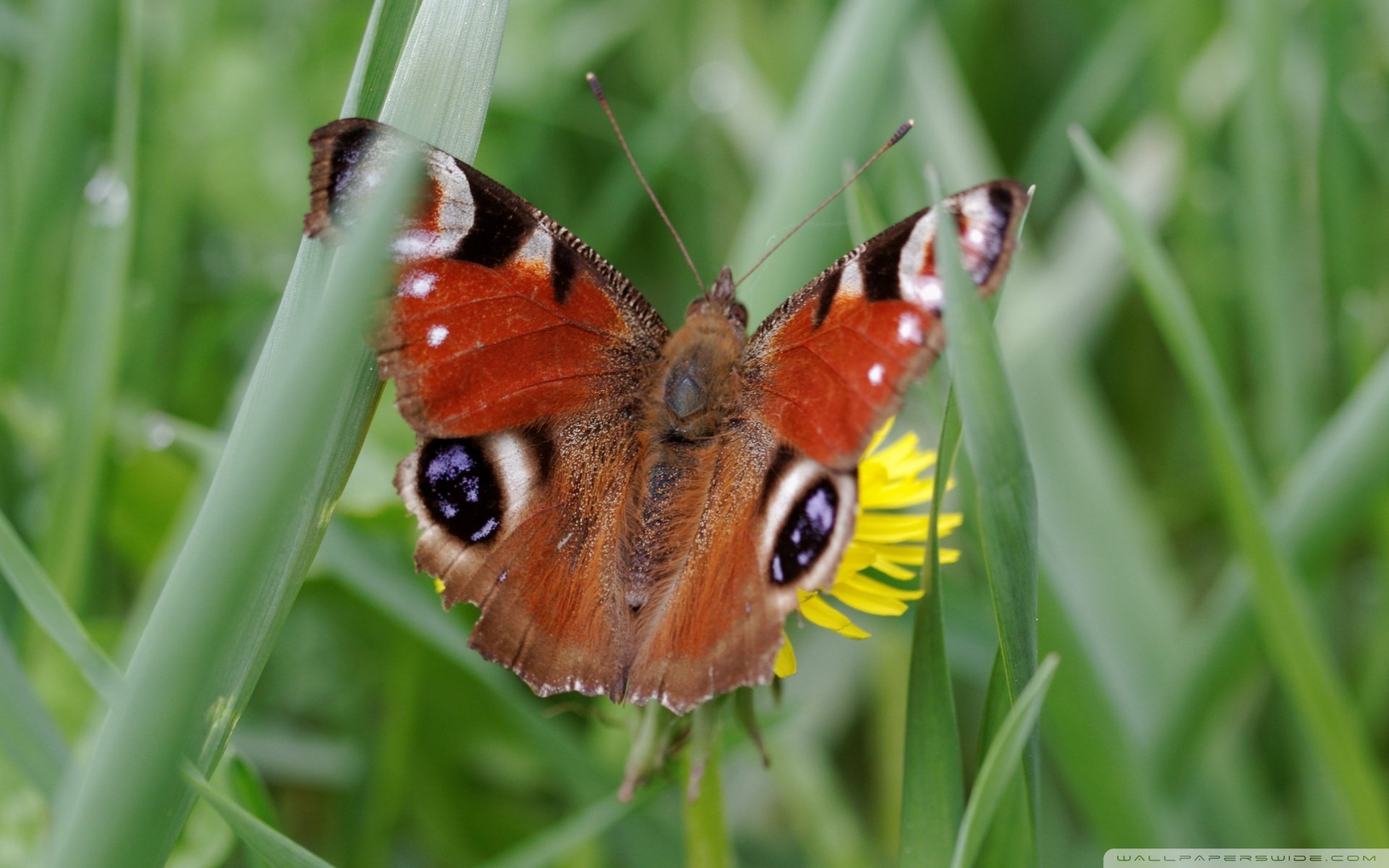 小清新 唯美  娇艳欲滴 花儿 春天 唯美 温暖 温馨一刻  清新淡雅 鸟语花香