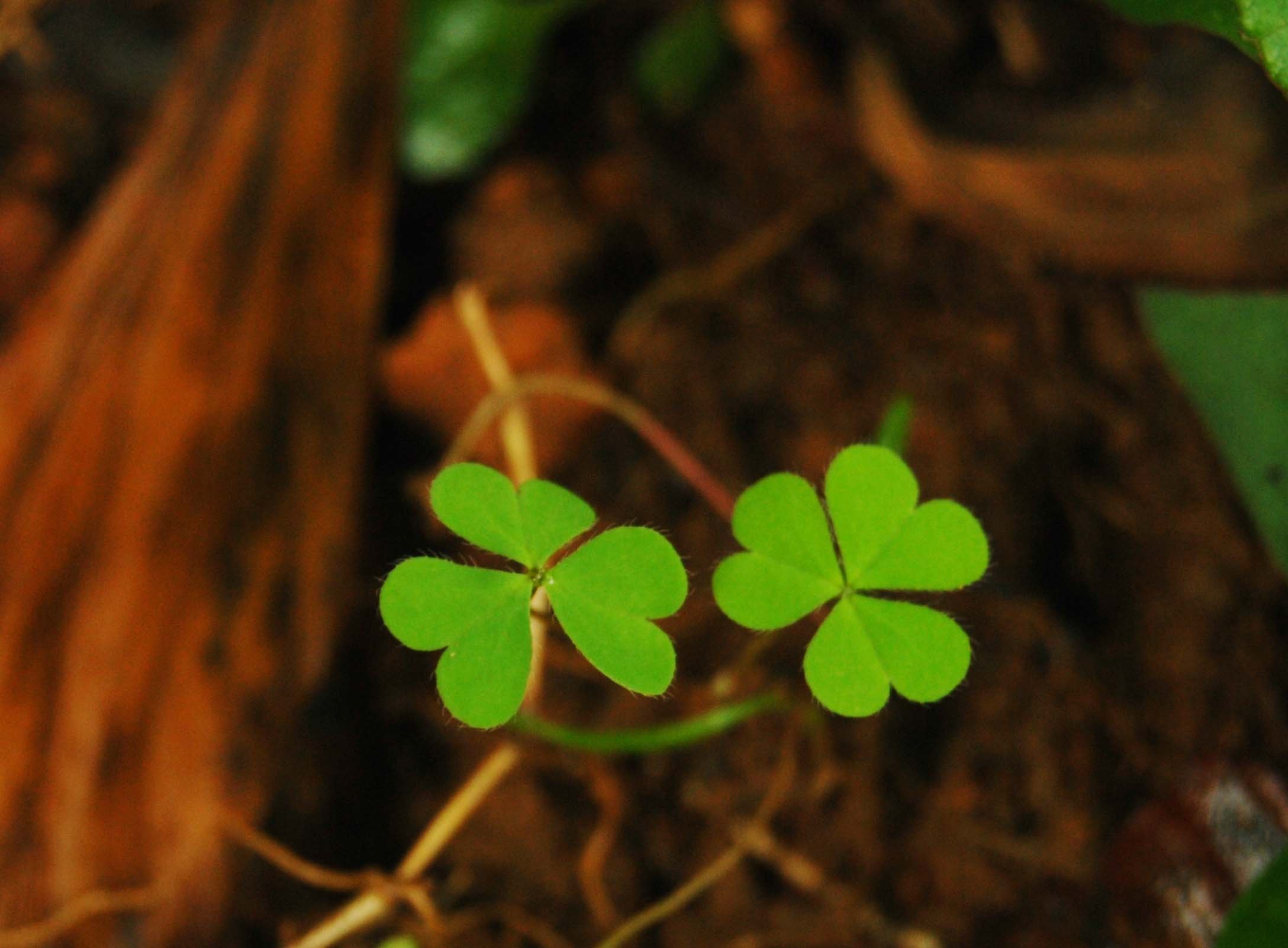 温馨一刻 小清新 风景 绿色养眼 三叶草 幸运草 植物