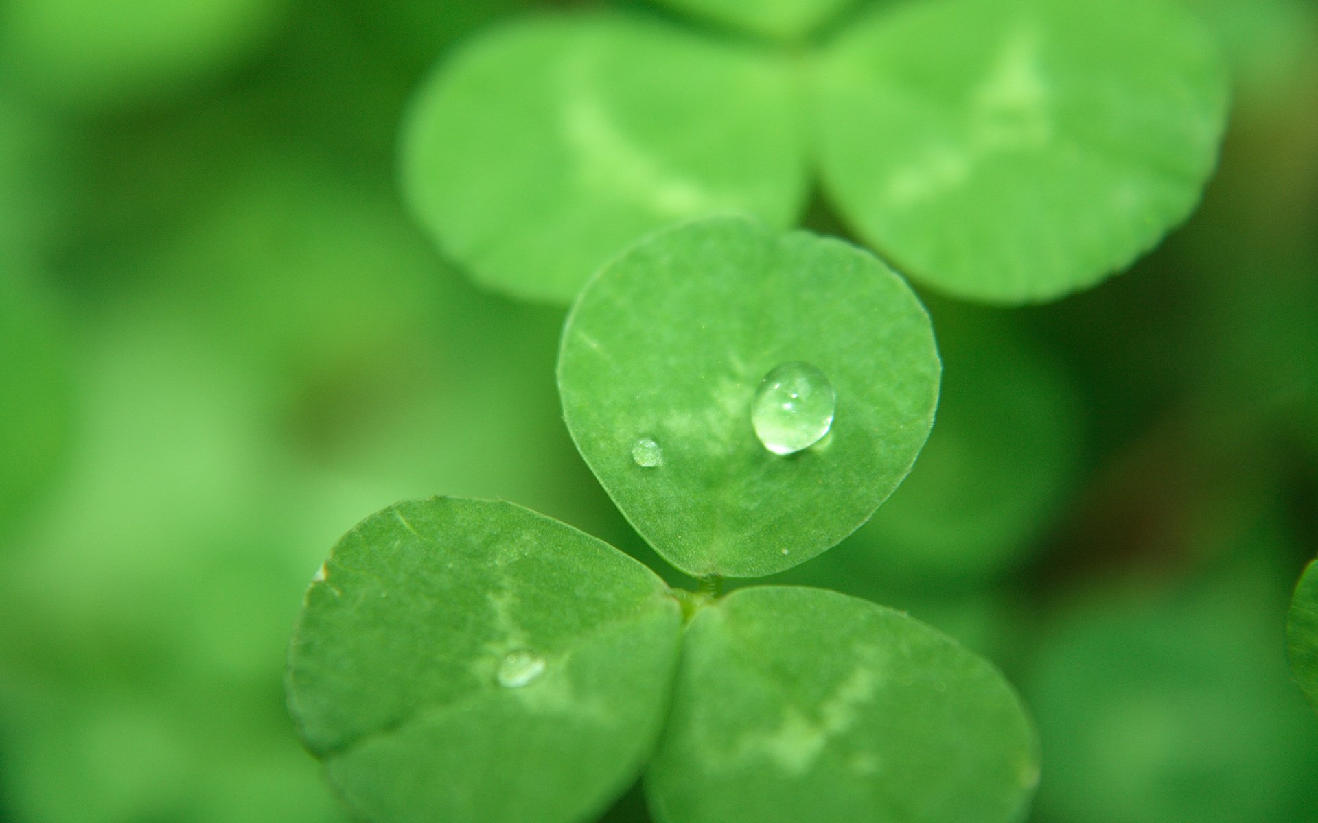 温馨一刻 小清新 风景 绿色养眼 三叶草 幸运草 植物