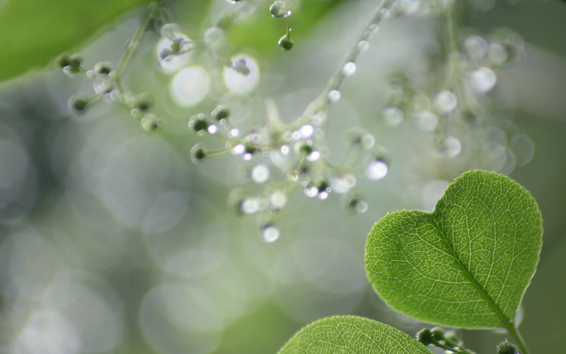 温馨一刻 小清新 风景 绿色养眼 三叶草 幸运草 植物