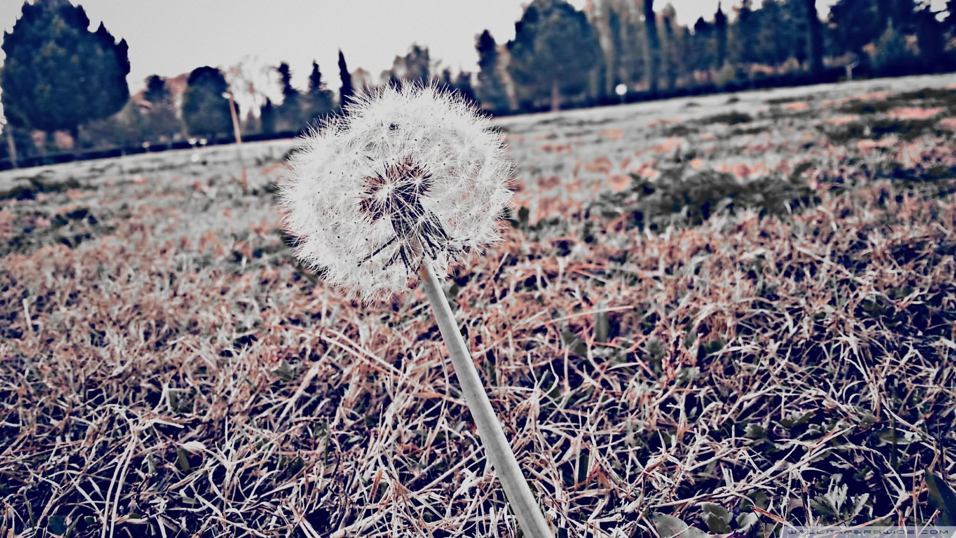 小清新 唯美 温暖 安静