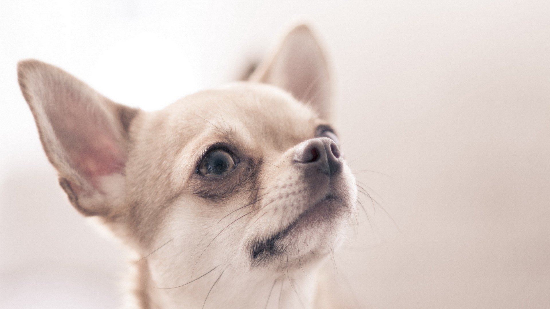 萌宠 动物 萌 可爱 宠物 古灵精怪 卖萌图 狗  汪星人