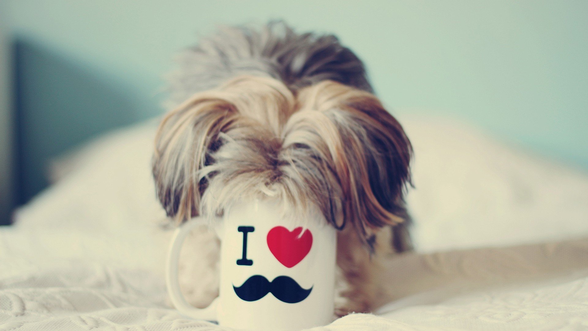 萌宠 动物 萌 可爱 宠物 古灵精怪 卖萌图 狗  汪星人