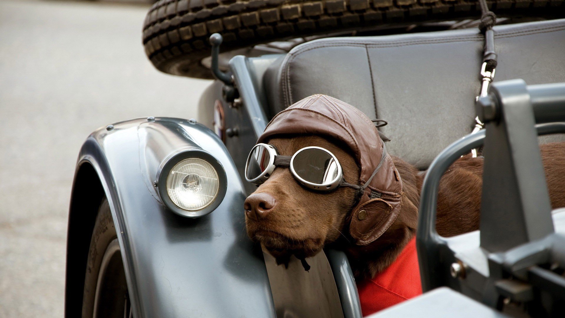 萌宠 动物 萌 可爱 宠物 古灵精怪 卖萌图 狗  汪星人