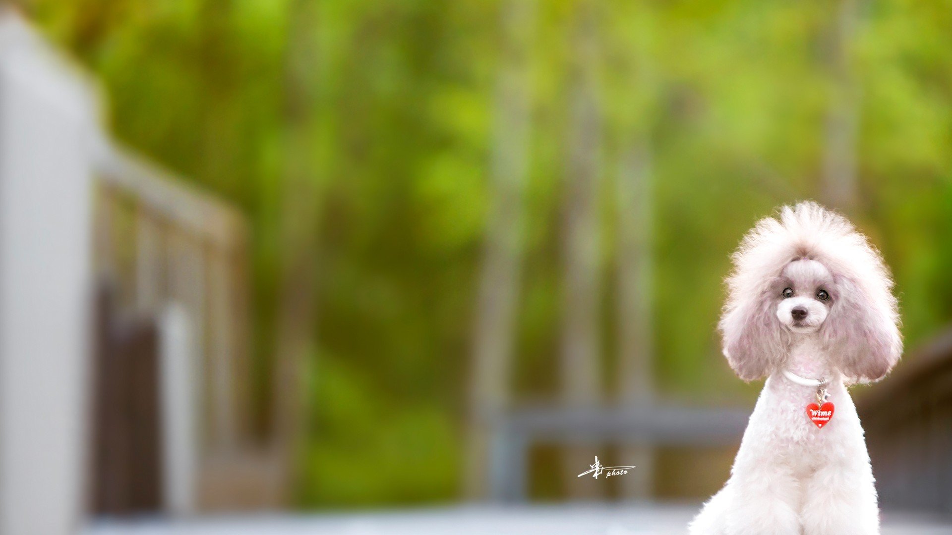 萌宠 动物 萌 可爱 宠物 古灵精怪 卖萌图 狗  汪星人