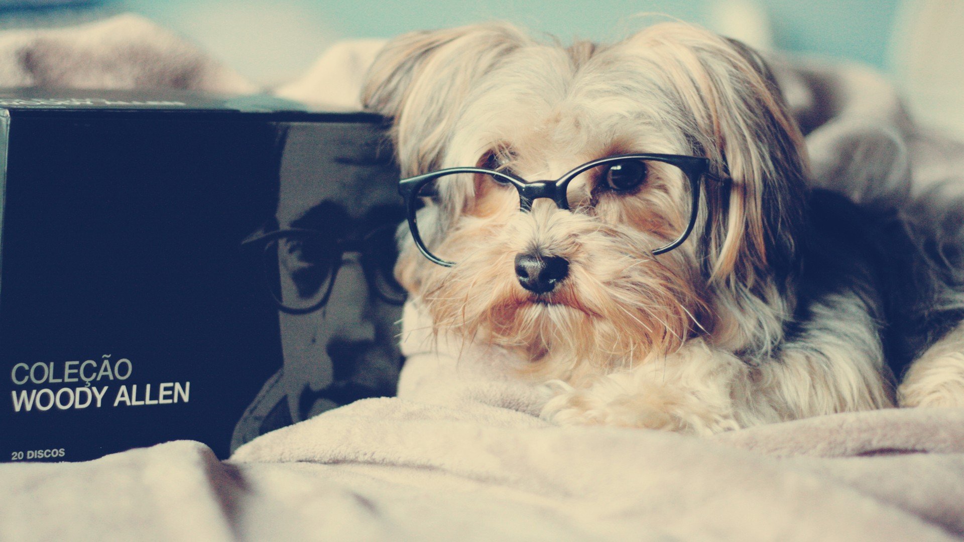 萌宠 动物 萌 可爱 宠物 古灵精怪 卖萌图 狗  汪星人