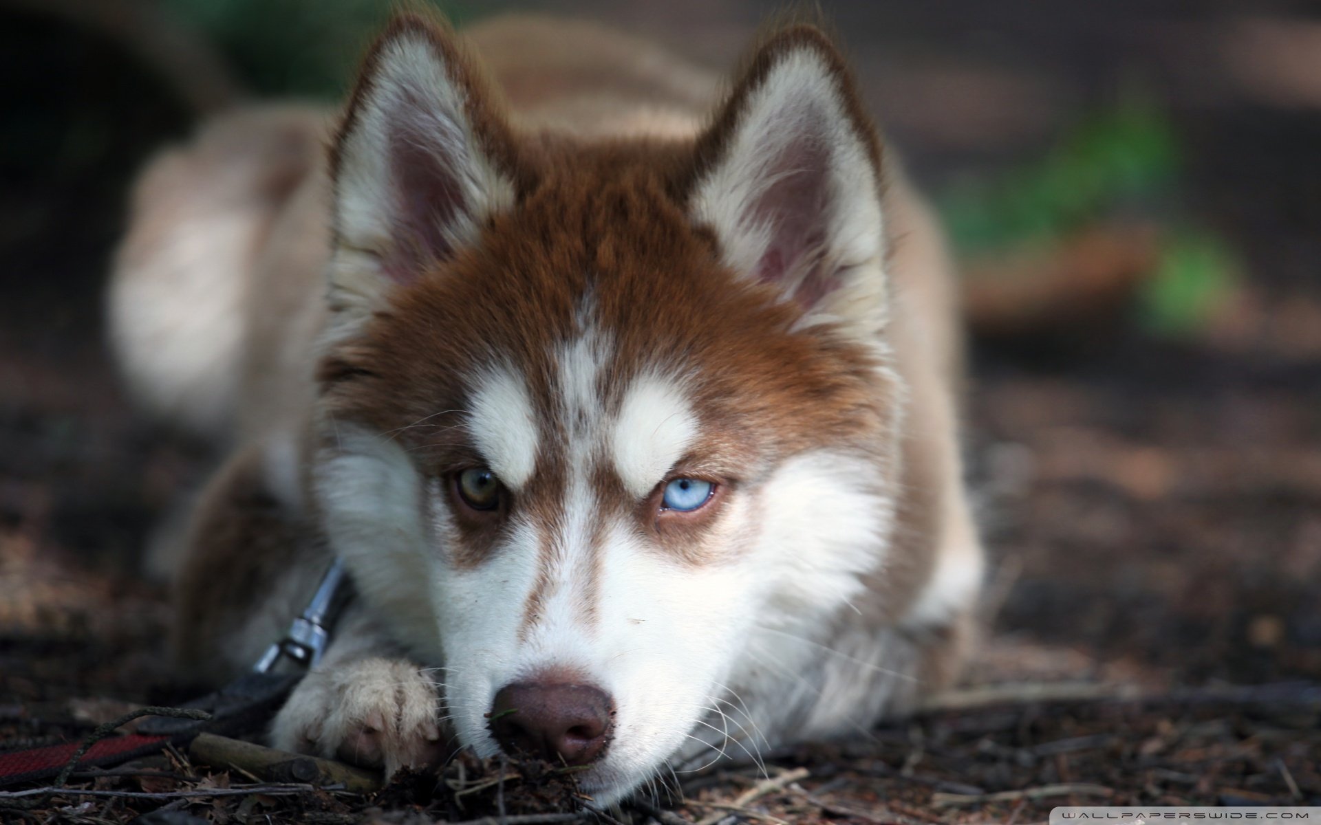 萌宠 动物 萌 可爱 宠物 古灵精怪 卖萌图 狗  汪星人