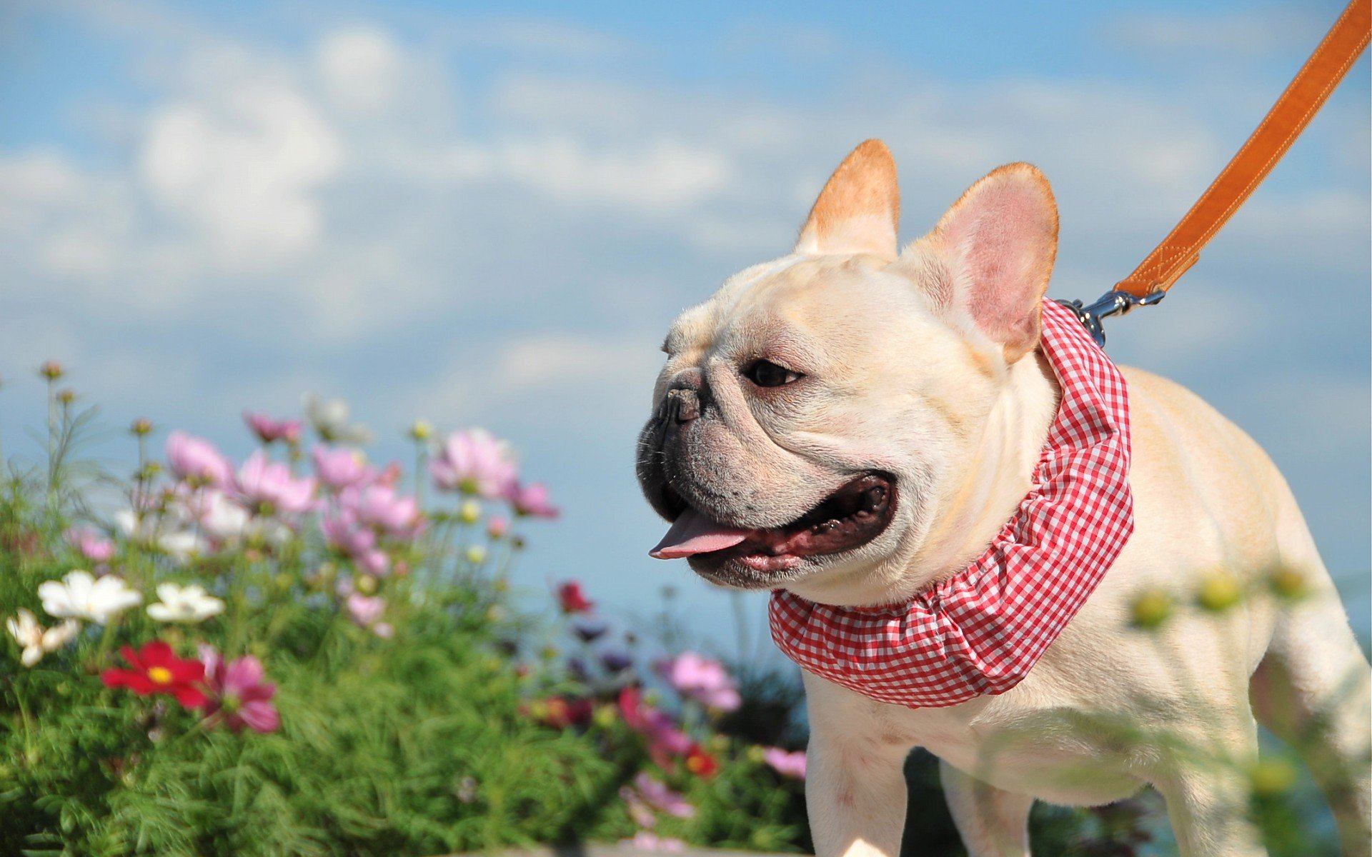 萌宠 动物 萌 可爱 宠物 古灵精怪 卖萌图 狗  汪星人