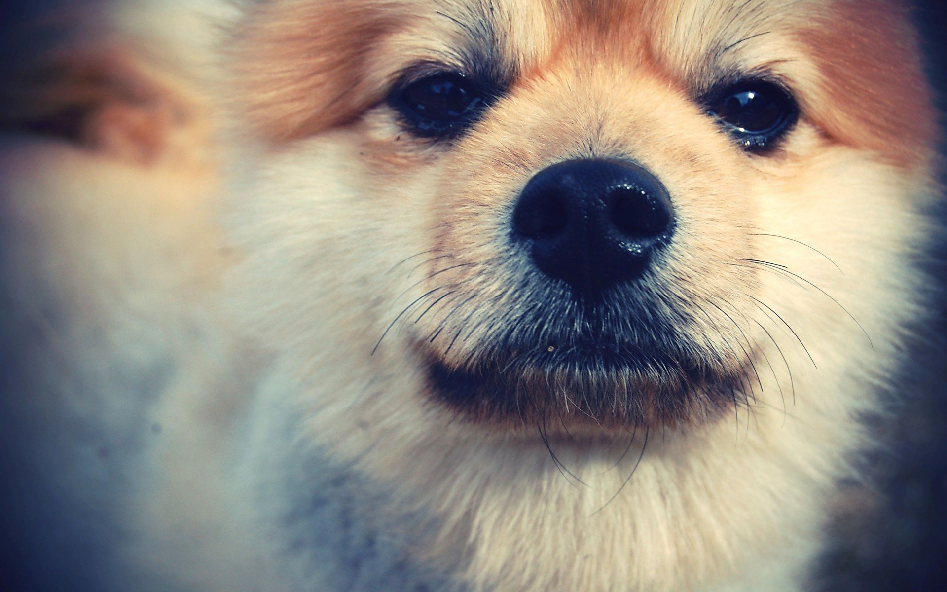 萌宠 动物 萌 可爱 宠物 古灵精怪 卖萌图 狗  汪星人