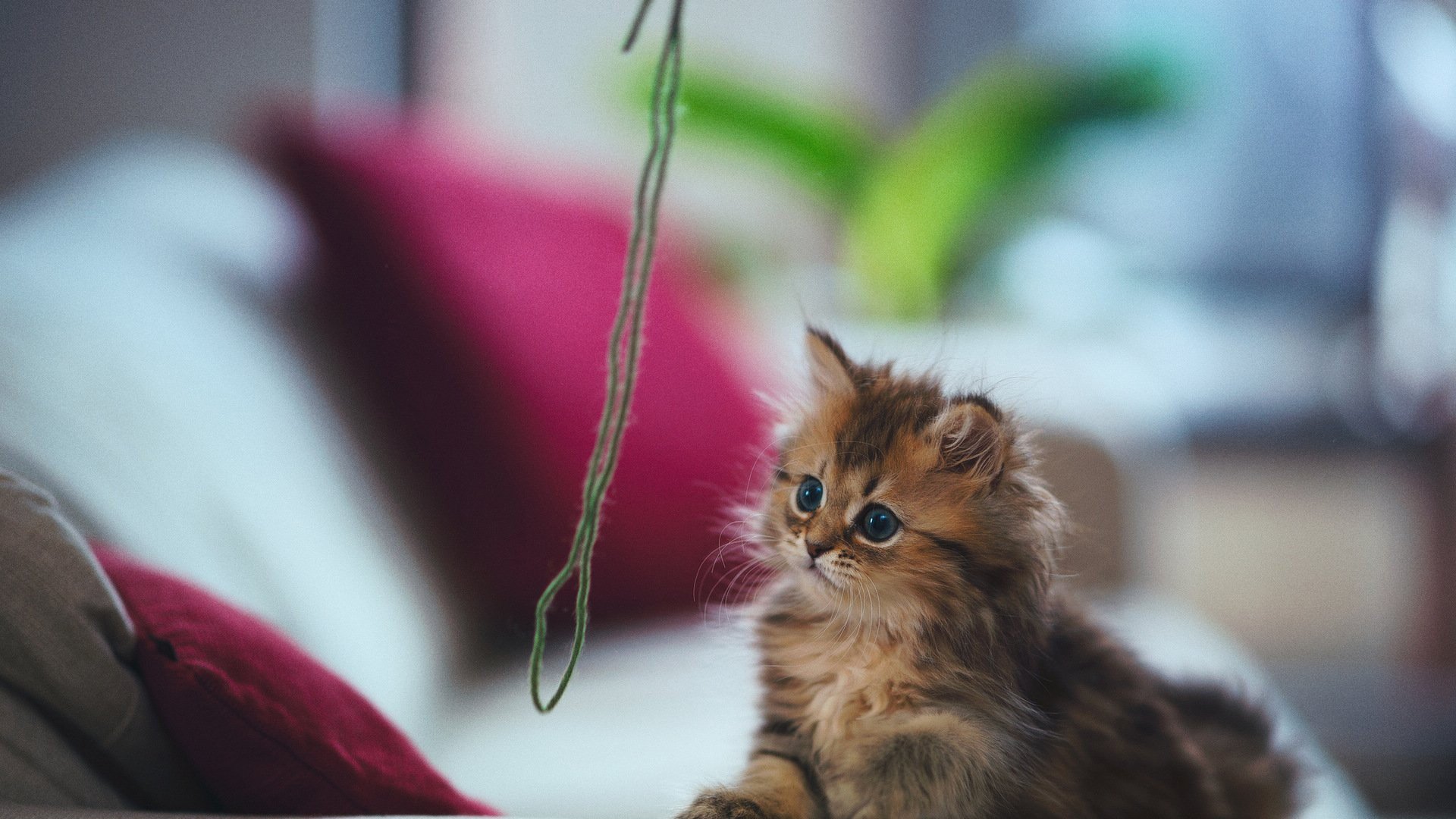 萌宠 动物 萌 可爱 宠物 古灵精怪 卖萌图 猫  喵星人