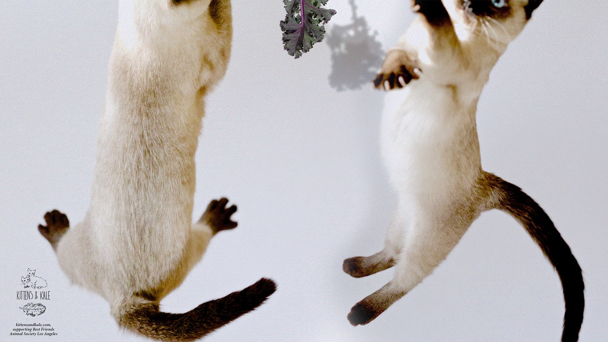 萌宠 动物 萌 可爱 宠物 古灵精怪 卖萌图 猫  喵星人